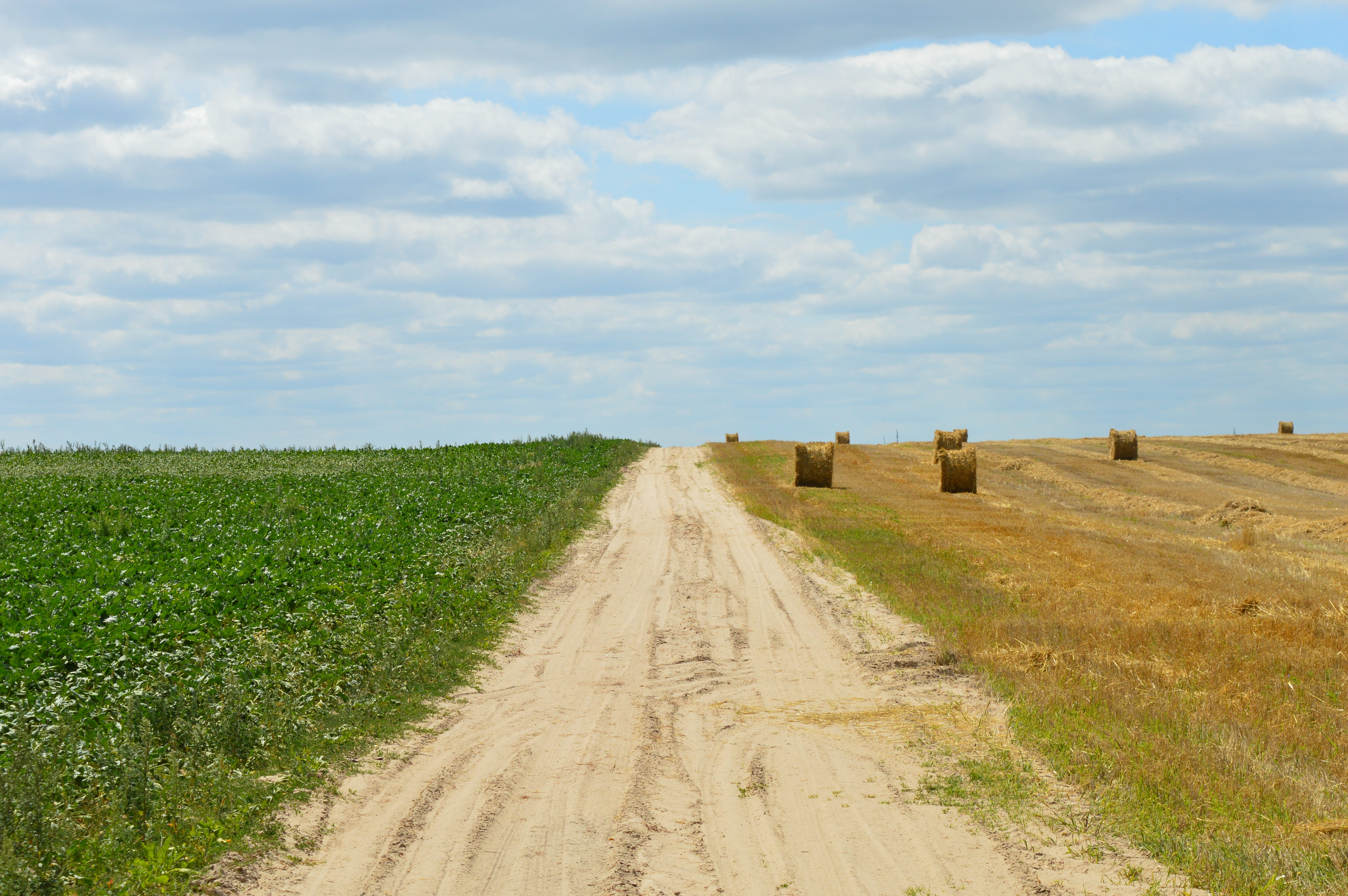 country, sky, Harvesting, non-Urban Scene, road, land, outdoors, landscapes, yellow, blue, no People, beauty in nature, Wheat, dirt road, cereal Plant, HD Wallpaper