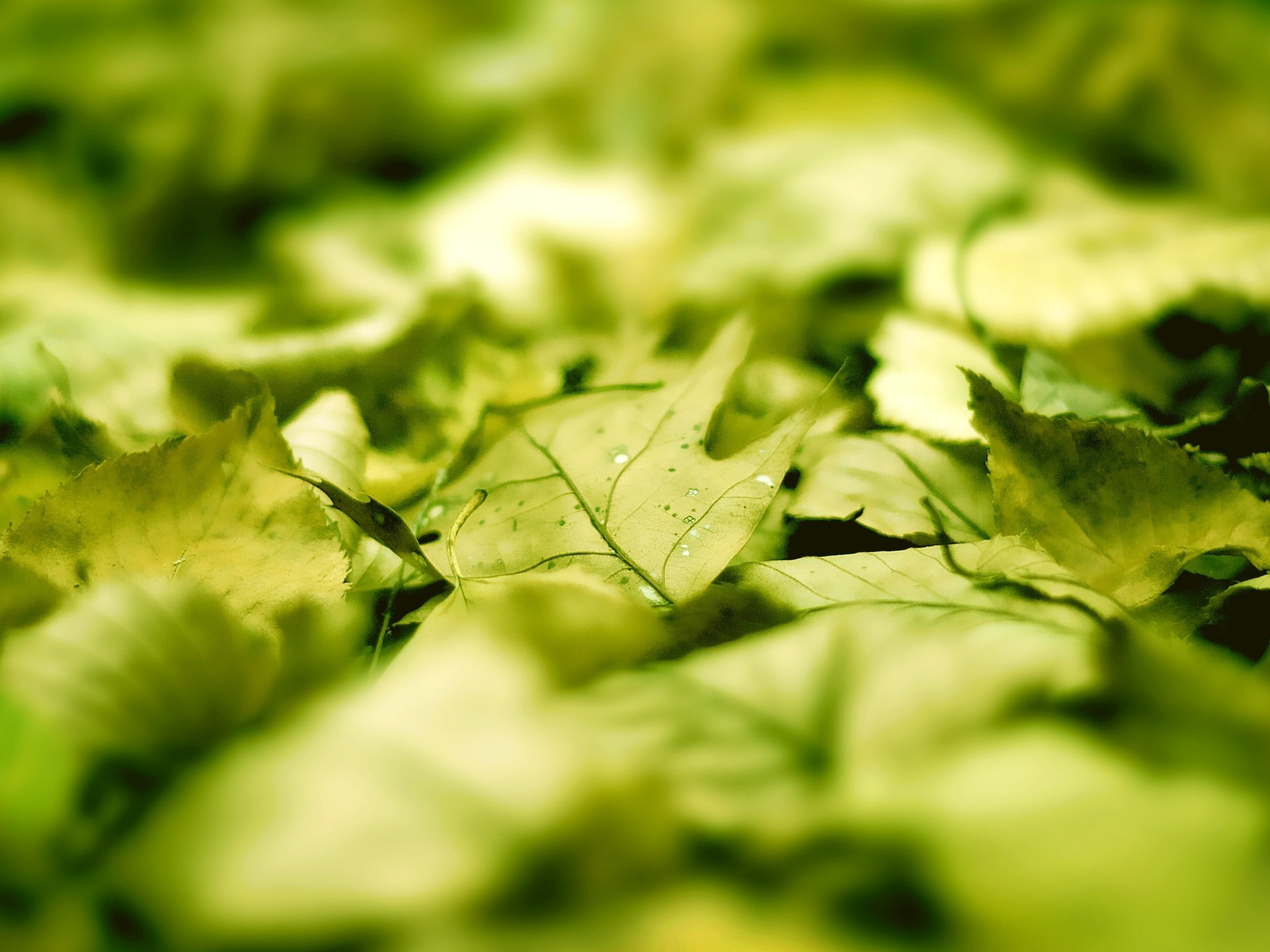 freshness, green, beauty in nature, no people, plant part, close-up, hd, day, leaf, nature, sunlight, plants, leaf vein, selective focus, grass, food, outdoors, HD Wallpaper
