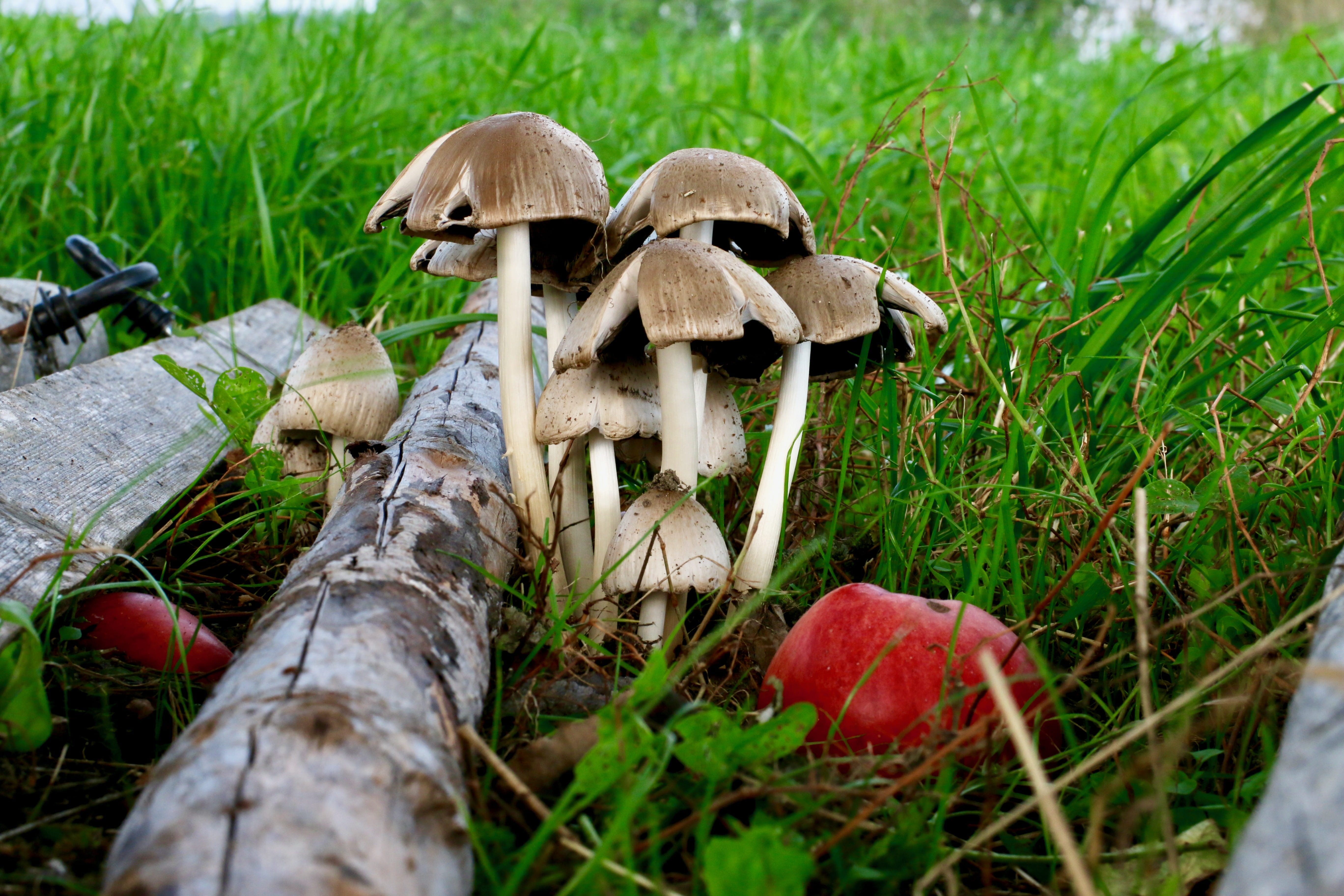 toadstool, outdoors, mushrooms, food, nature, land, food and drink, freshness, day, forest, autumn, close-up, grass, fungus, wood pile, edible mushroom, HD Wallpaper