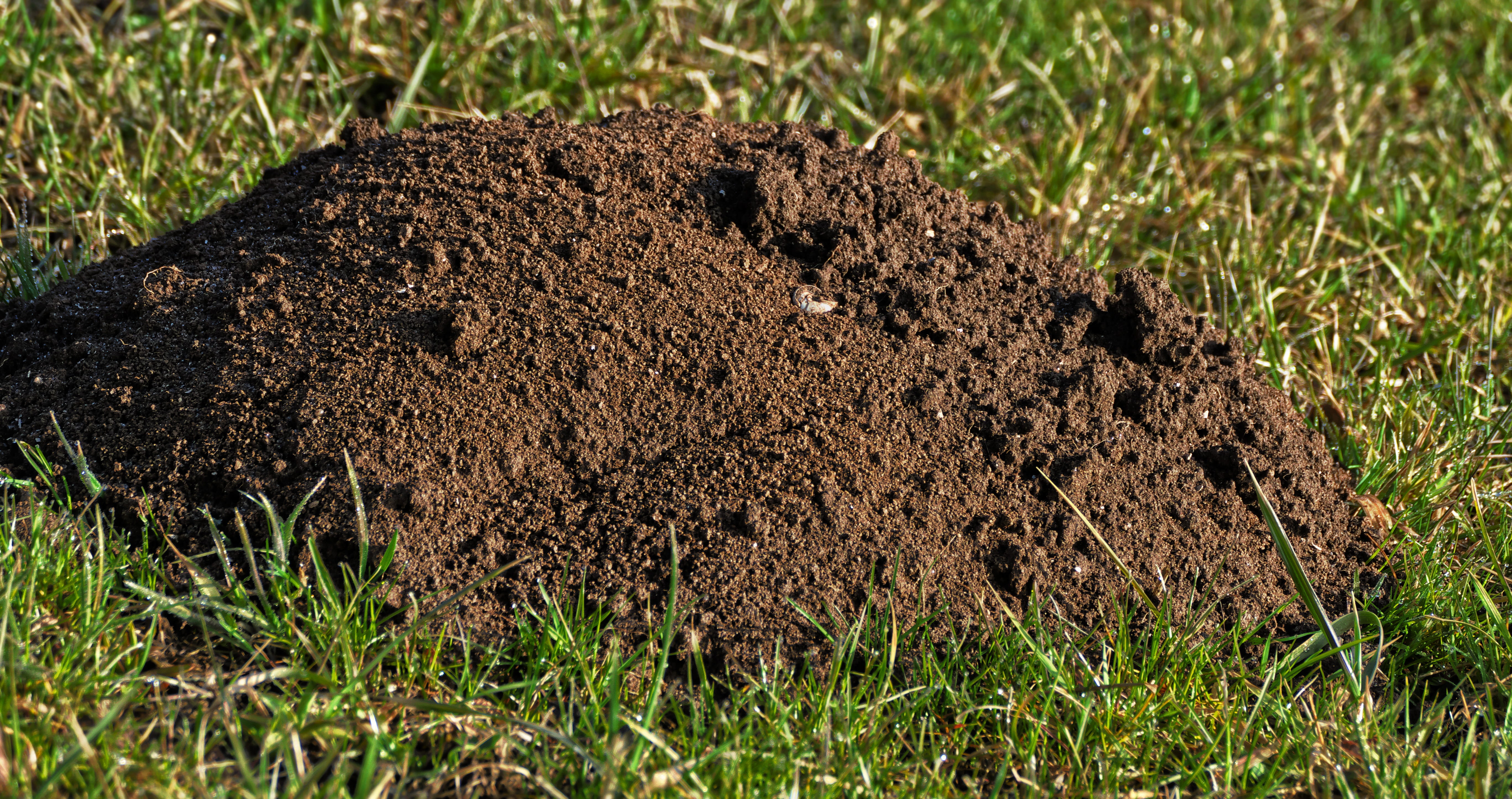 erdhaufen, mud, group of animals, pile, meadow, animal, land, brown, nature, molehill, green color, close up, day, agriculture, animals in the wild, dirt, HD Wallpaper
