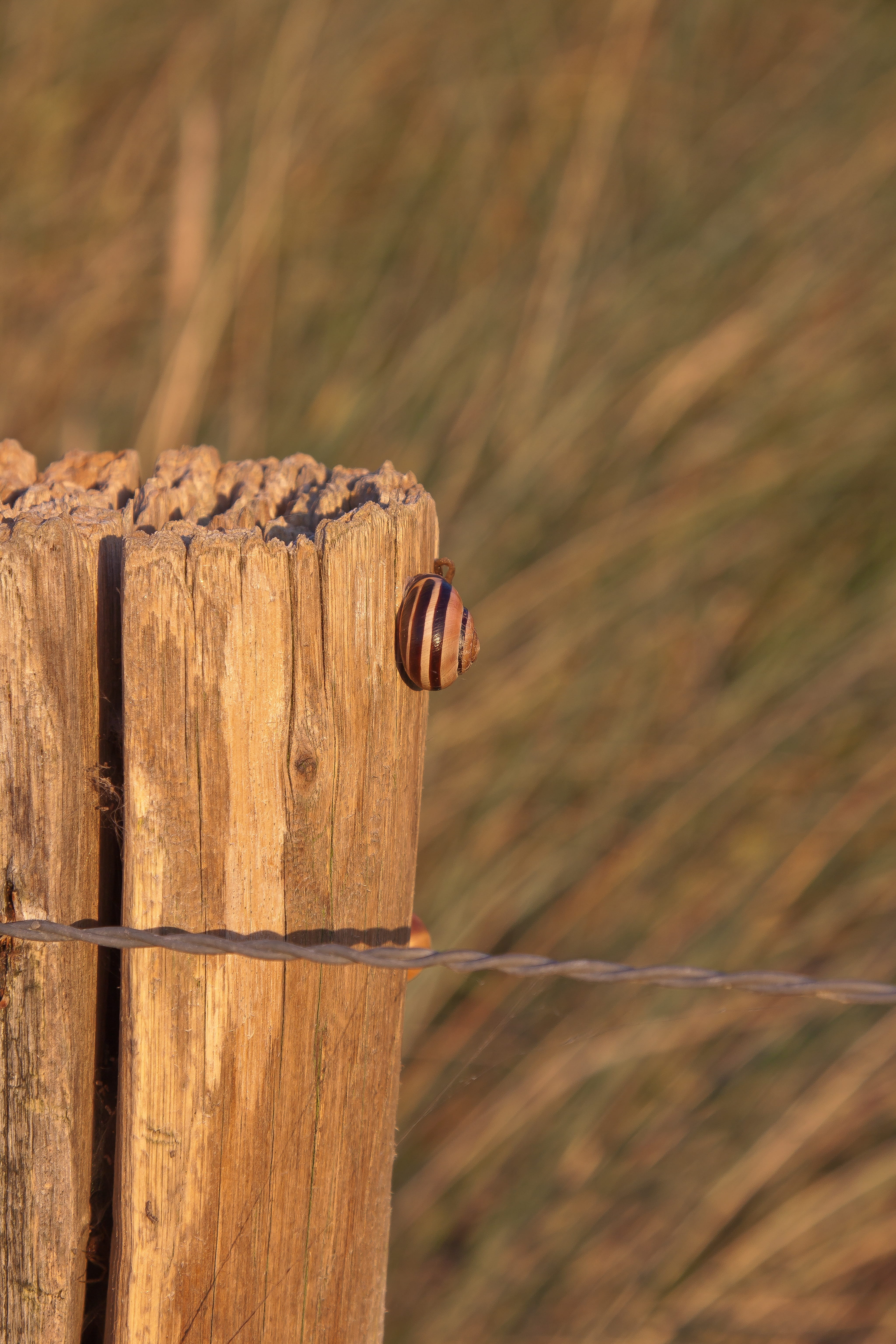 wooden posts, landscape, animal themes, wood pile, animals in the wild, wooden post, day, nail, post, animal wildlife, mollusk, grass, protection, focus on foreground, Phone HD Wallpaper