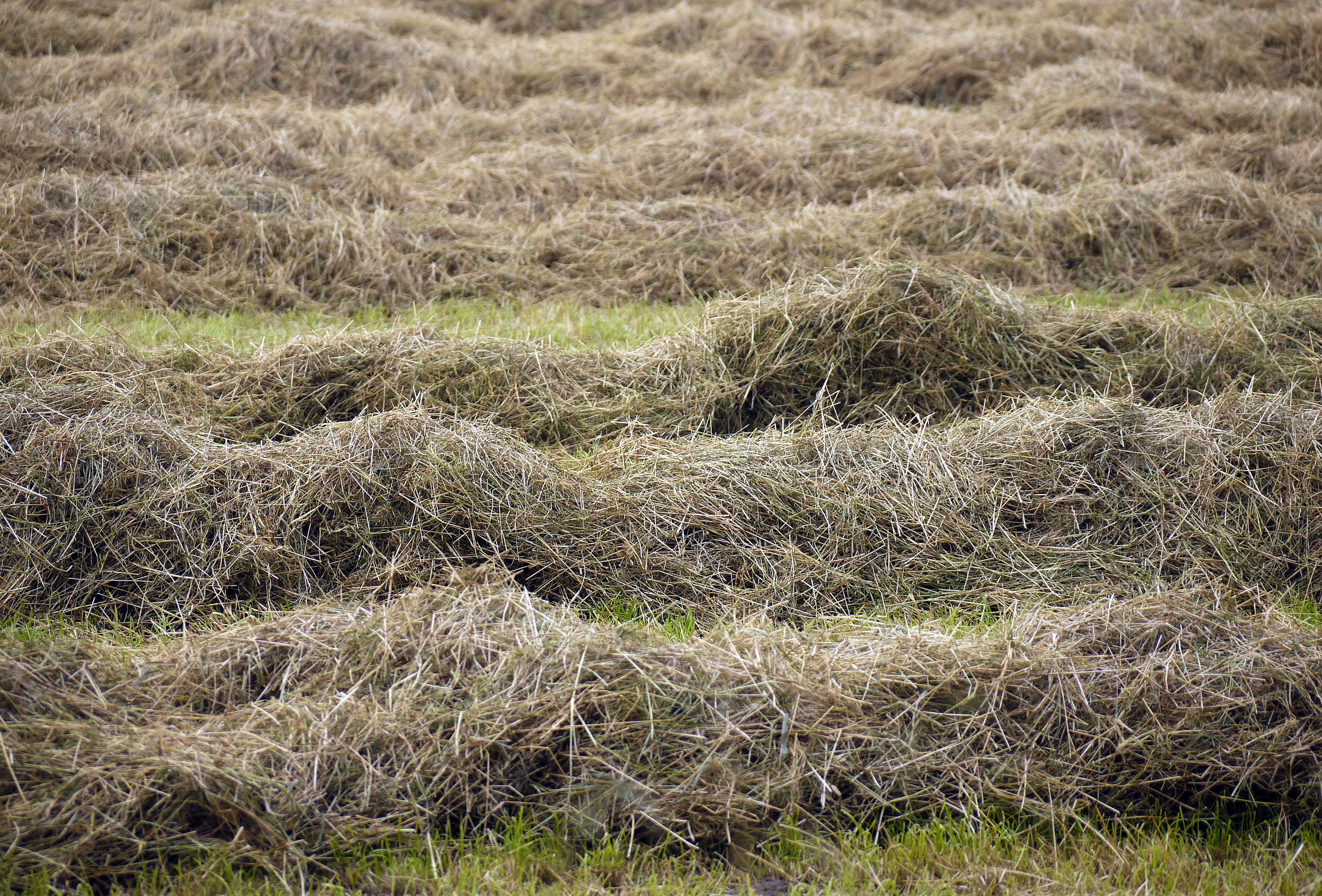 day, rural scene, grass, high angle view, gehäufelt, environment, outdoors, plant, dried, pile, farm, luftrocknung, meadow, tranquility, feed, land, growth, HD Wallpaper