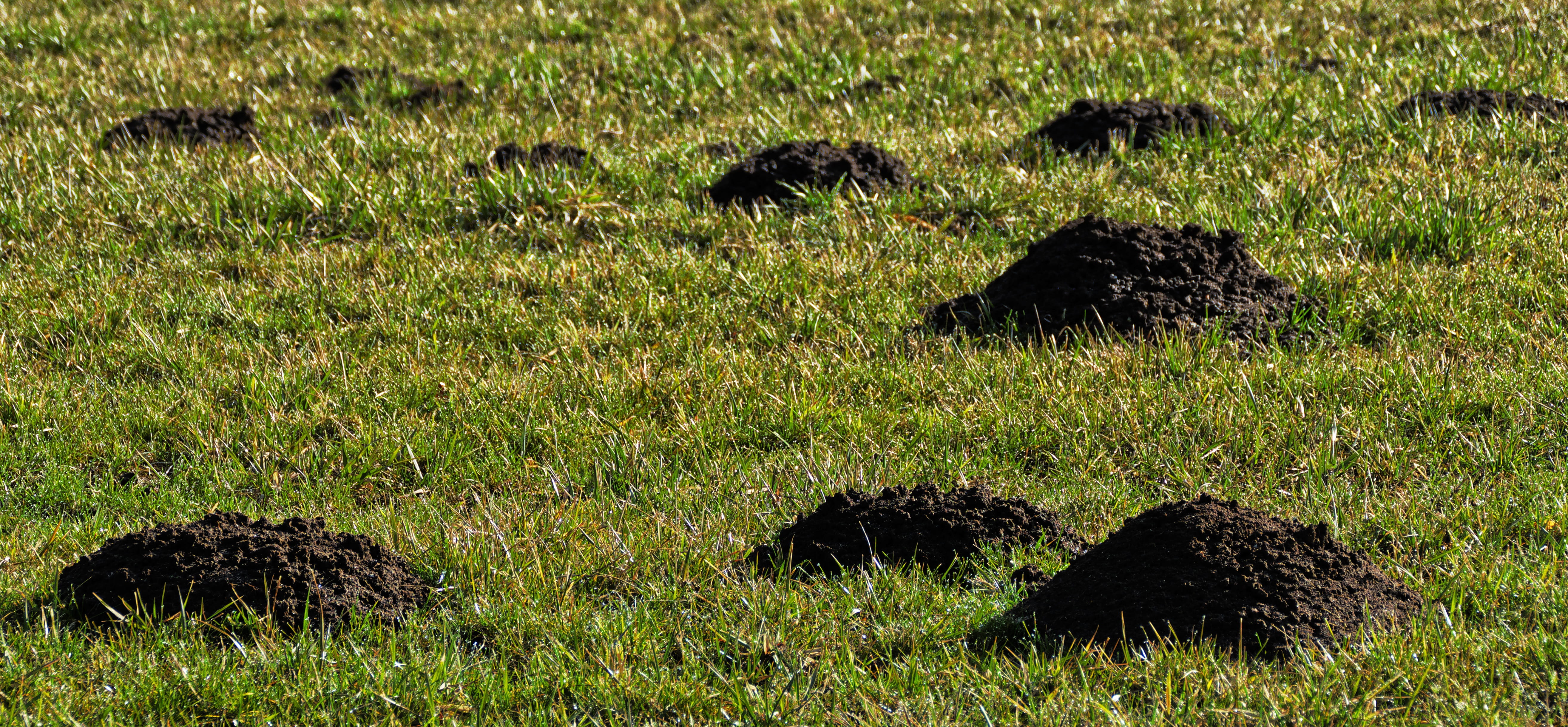 molehill, sunlight, day, grass, growth, animal, land, pile, 5K, animals in the wild, animal wildlife, plant, field, environment, green color, meadow, erdhaufen, HD Wallpaper
