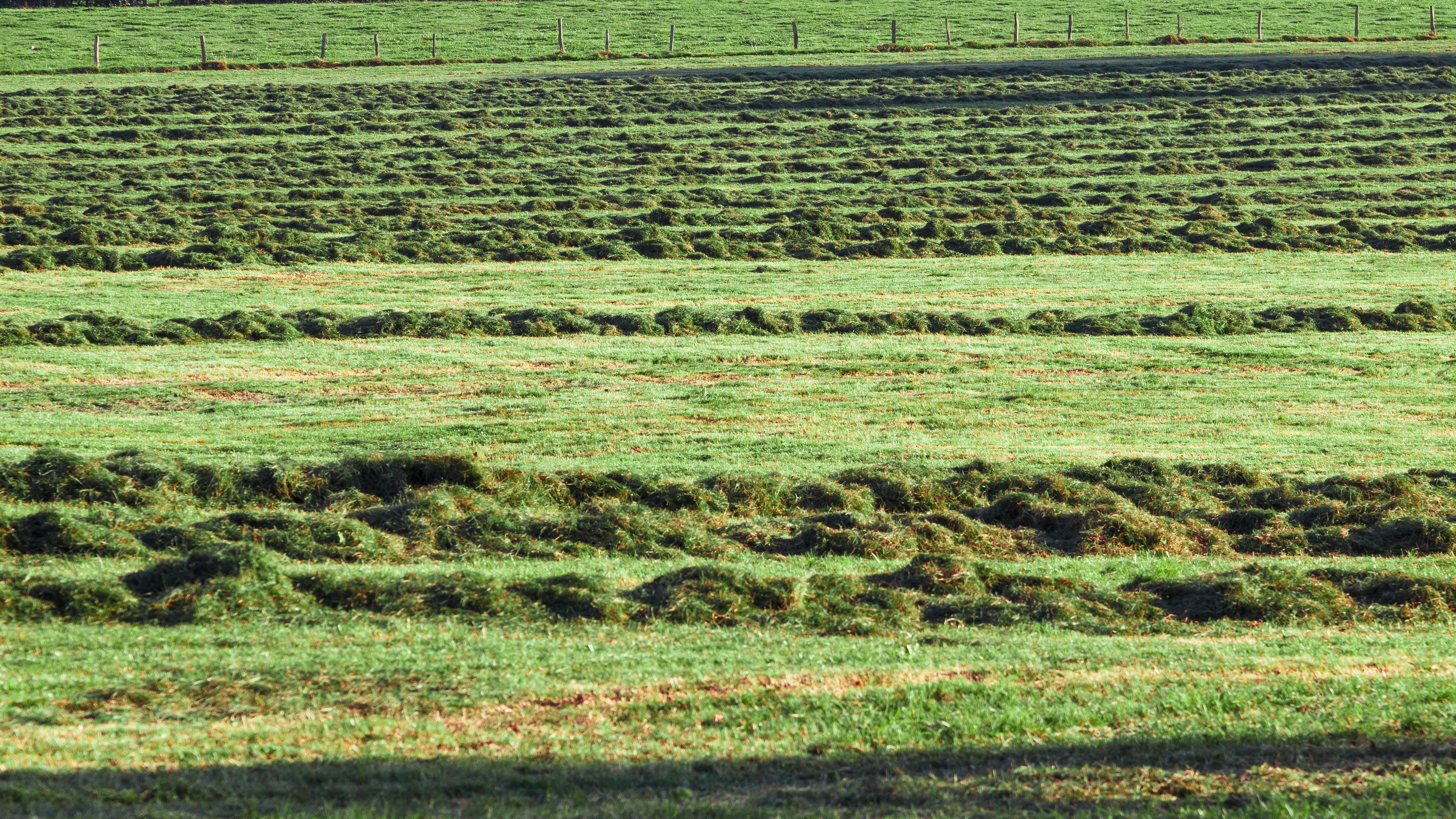 hay, dried grass, mow, green color, tranquil scene, beauty in nature, growth, no people, agriculture, 4K, scenics - nature, farm, lines, grass, full frame, HD Wallpaper