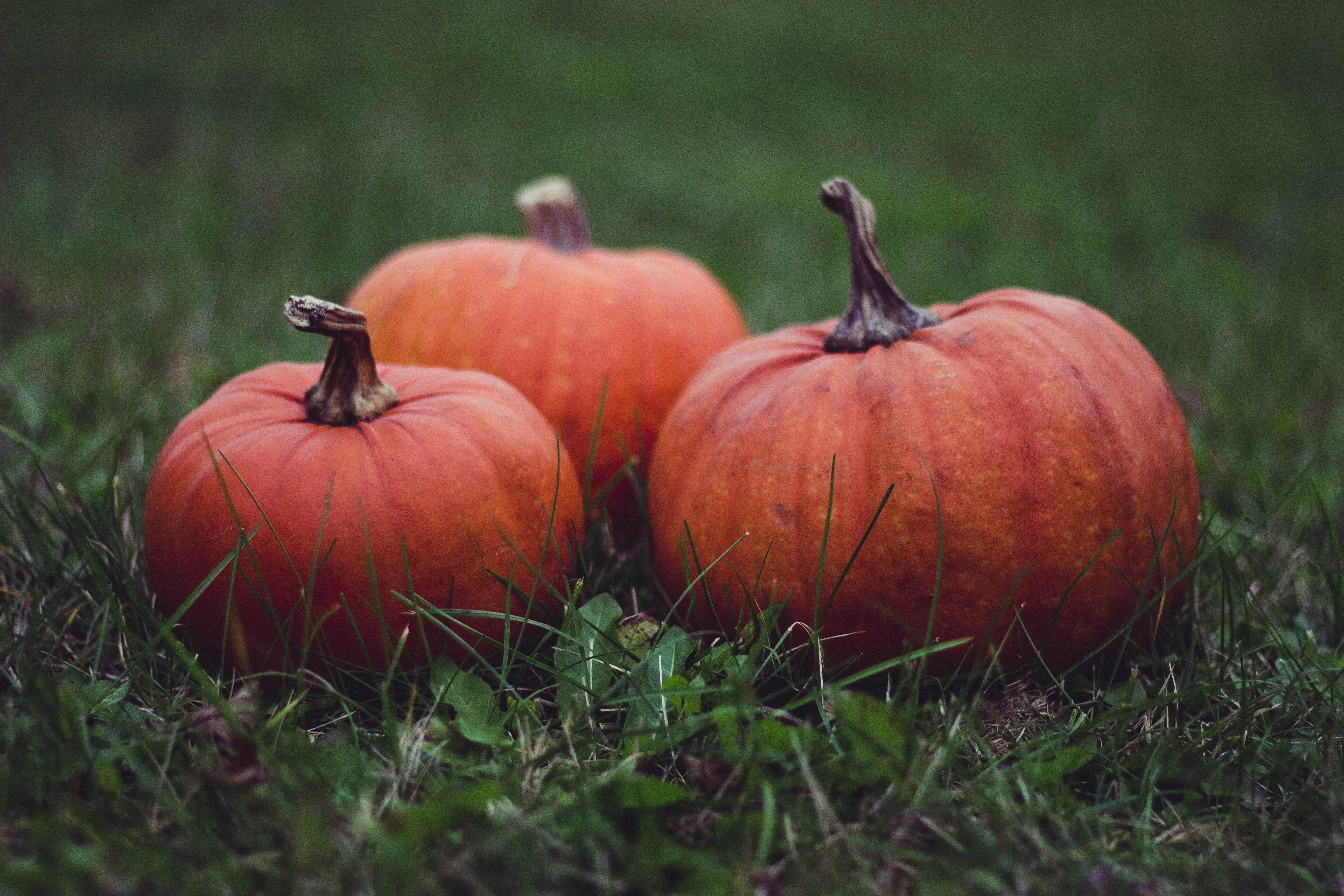 nature, freshness, day, pumpkin, squash, autumn, fruit, food and drink, healthy eating, field, wellbeing, selective focus, pile, bokeh, still life, grass, HD Wallpaper