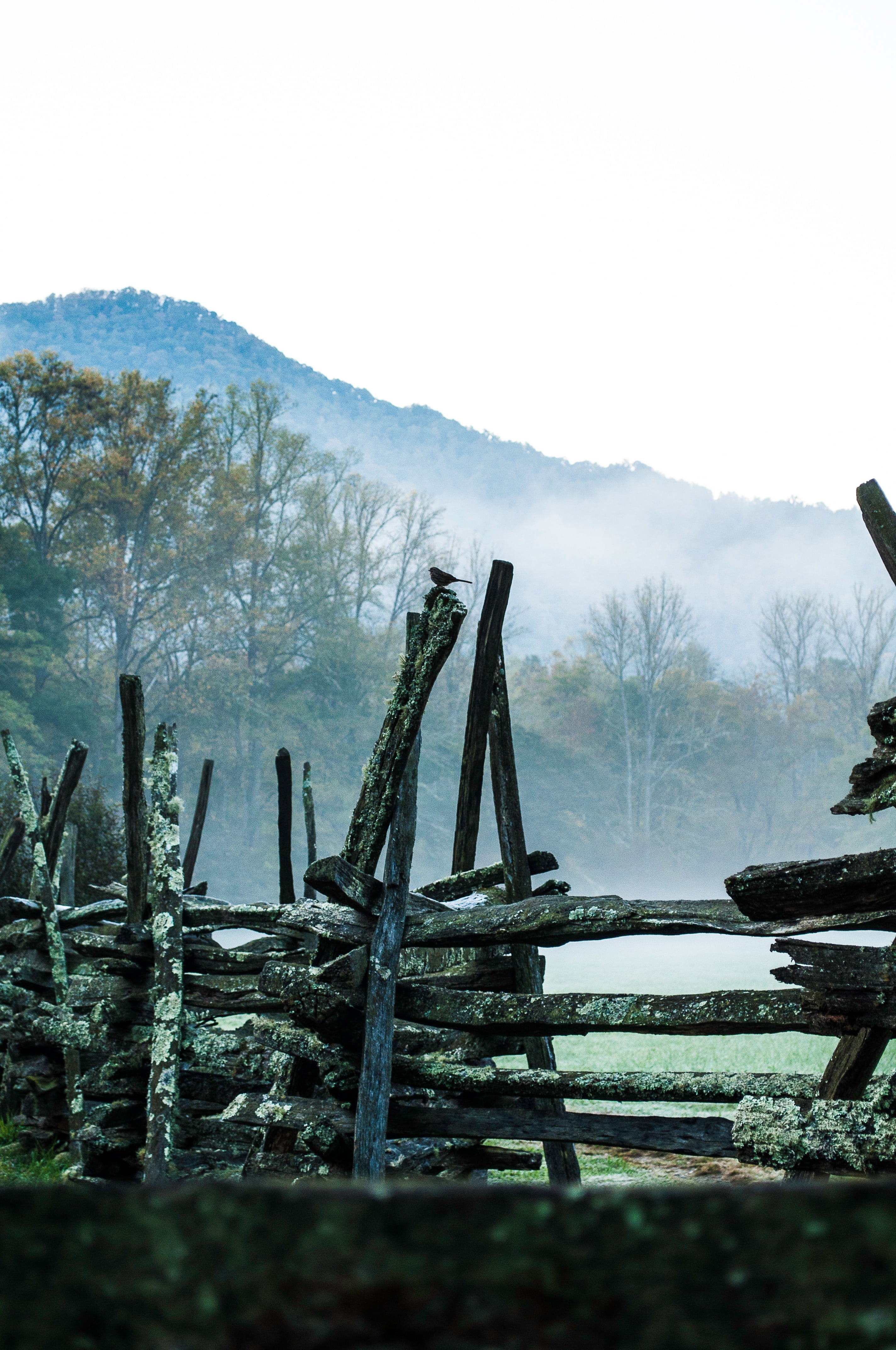 tree, fence, field, natural, wood background, day, logs, wooden, material, pile, nature, grass, beauty in nature, fog, landscape, wood - material, countryside, Phone HD Wallpaper