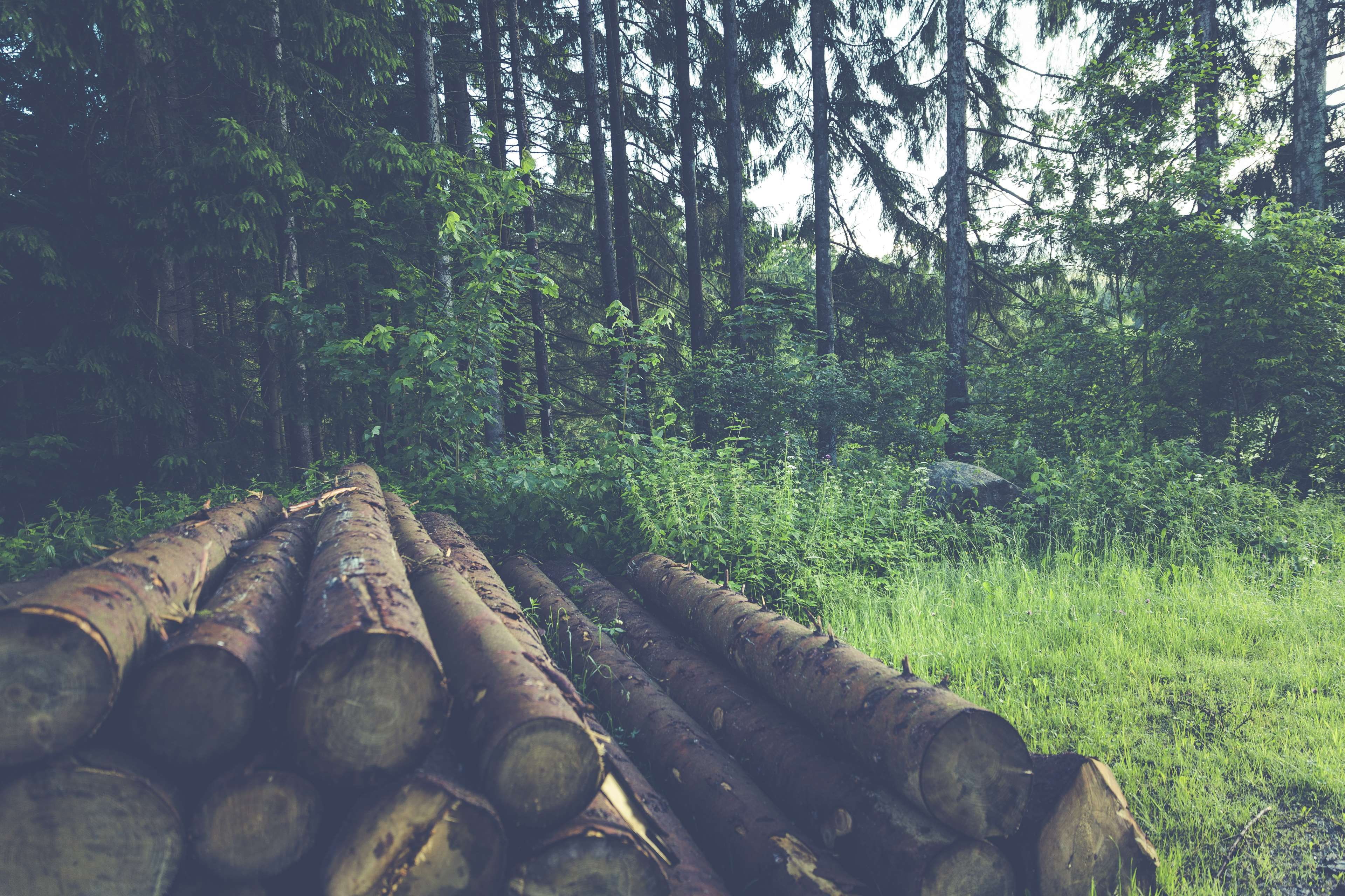 wood - material, daylight, tranquil scene, tree trunks, beauty in nature, stack, pile, trees, forest, natural, growth, woods, environment, wood, tranquility, HD Wallpaper