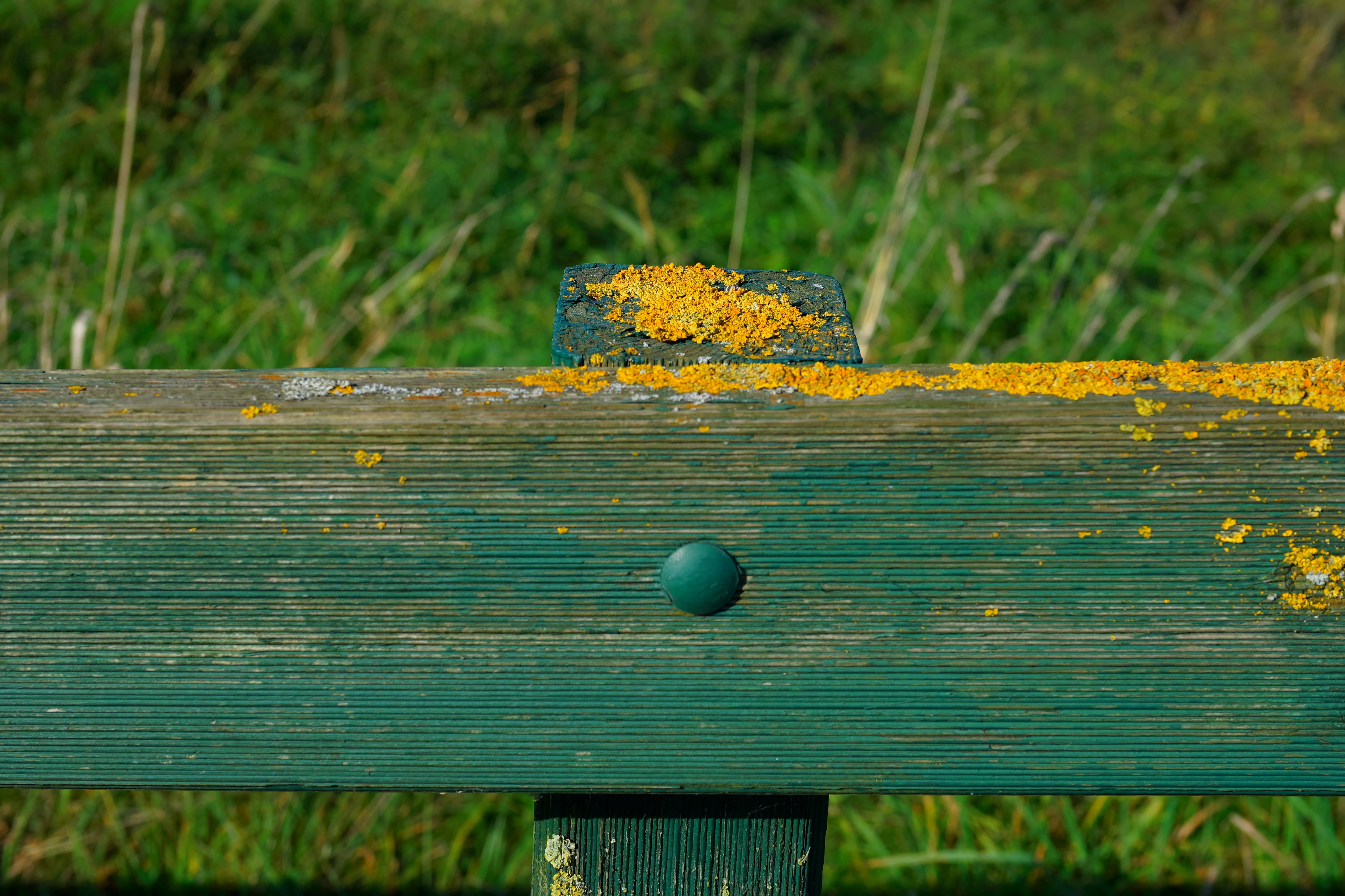 5K, boundary, security, autumn, green, textured, day, sunlight, pile, rusty, green color, lichen, grass, ball, fence post, wood pile, wooden posts, wood, HD Wallpaper