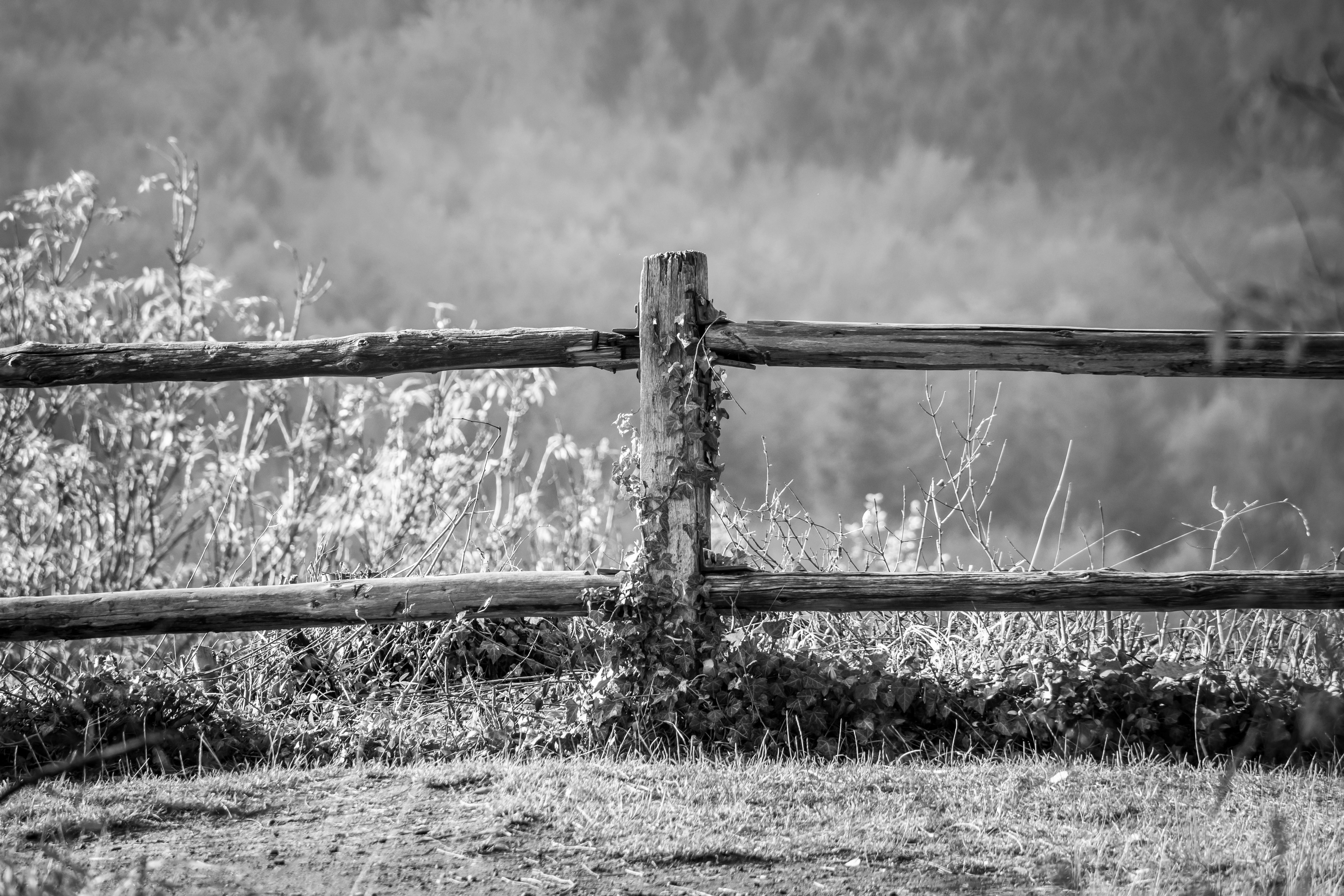 nature, 5K, day, tranquility, security, ivy, wood fence, sky, close-up, barbed wire, plant, near, land, black white, landscape, limit, focus on foreground, HD Wallpaper