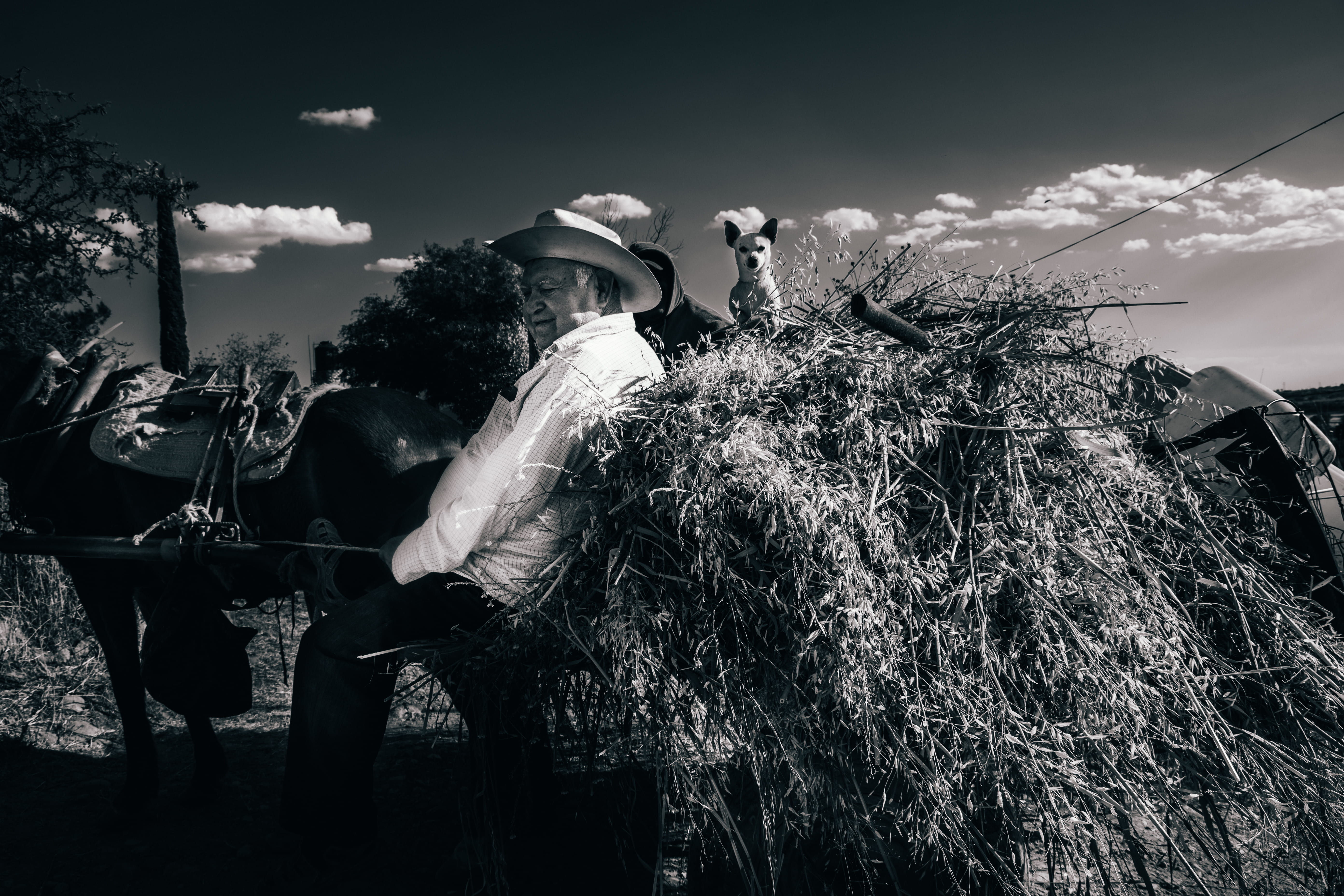 straw, photo, farm, day, photography, leaning, vertebrate, 5K, clothing, real people, apparel, sun hat, livestock, domestic animals, countryside, tree, HD Wallpaper