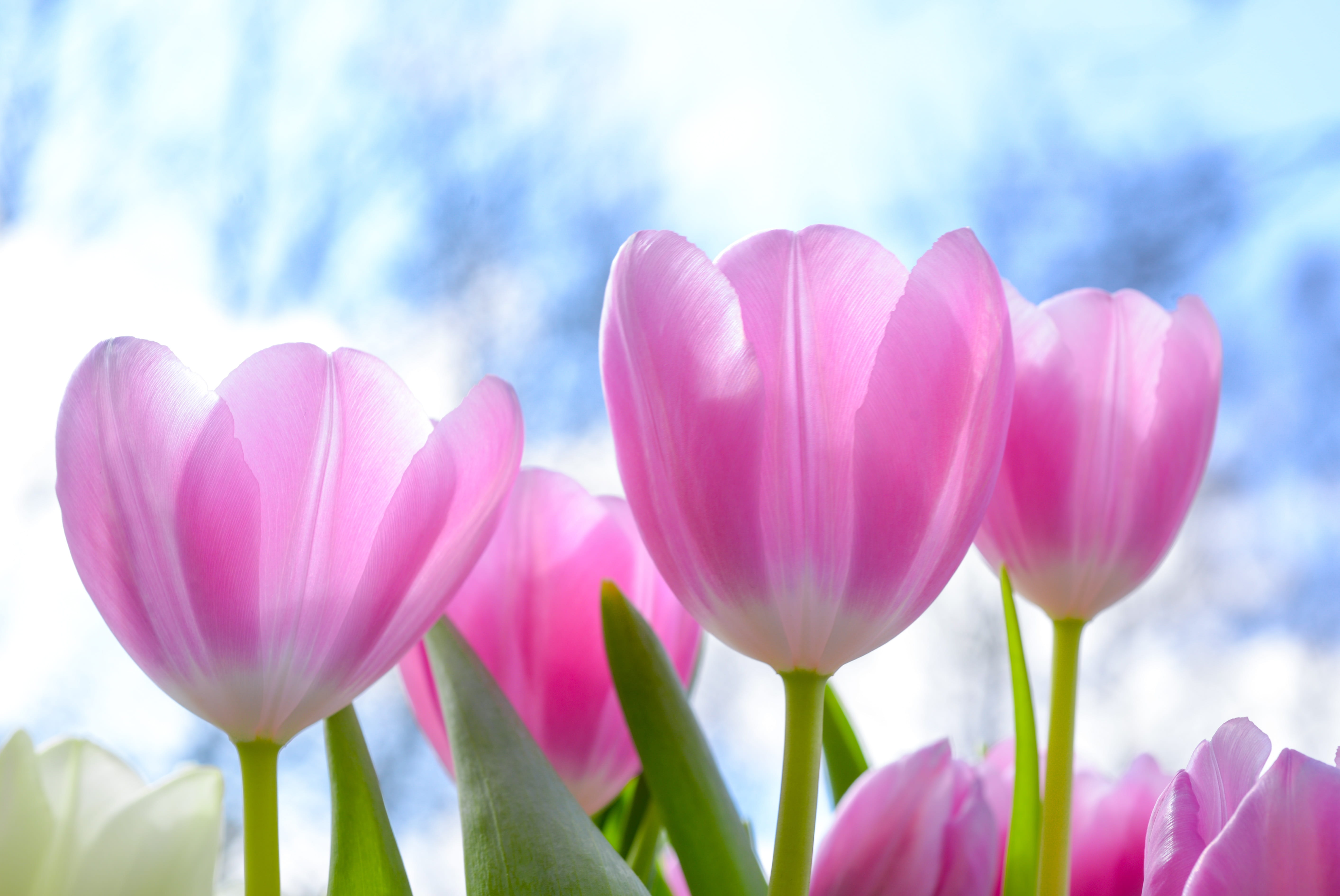 5K, beauty in nature, husk, inflorescence, close-up, flower, nature, floral, no people, summer, growth, cloud - sky, softness, crocus, garden, flowers, HD Wallpaper