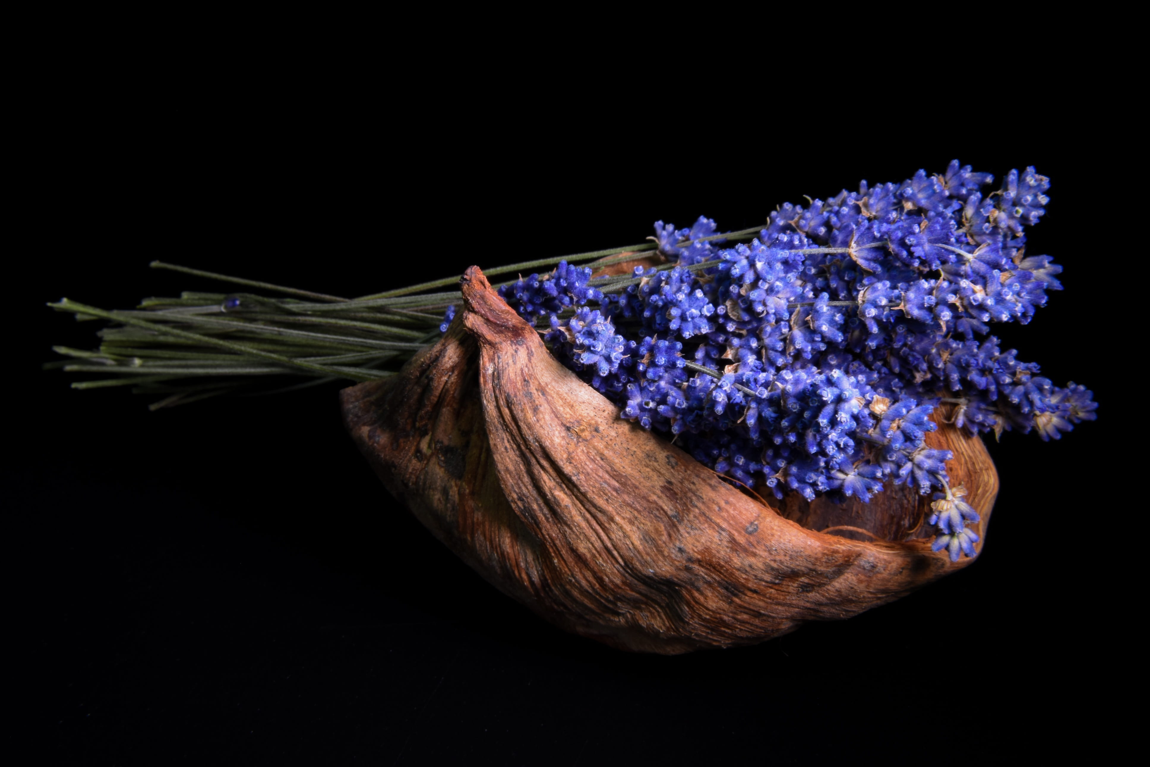healthy eating, beauty in nature, studio shot, wellbeing, fragility, plants, food and drink, husk, black, flowering, natural condition, plant, arrangement, HD Wallpaper