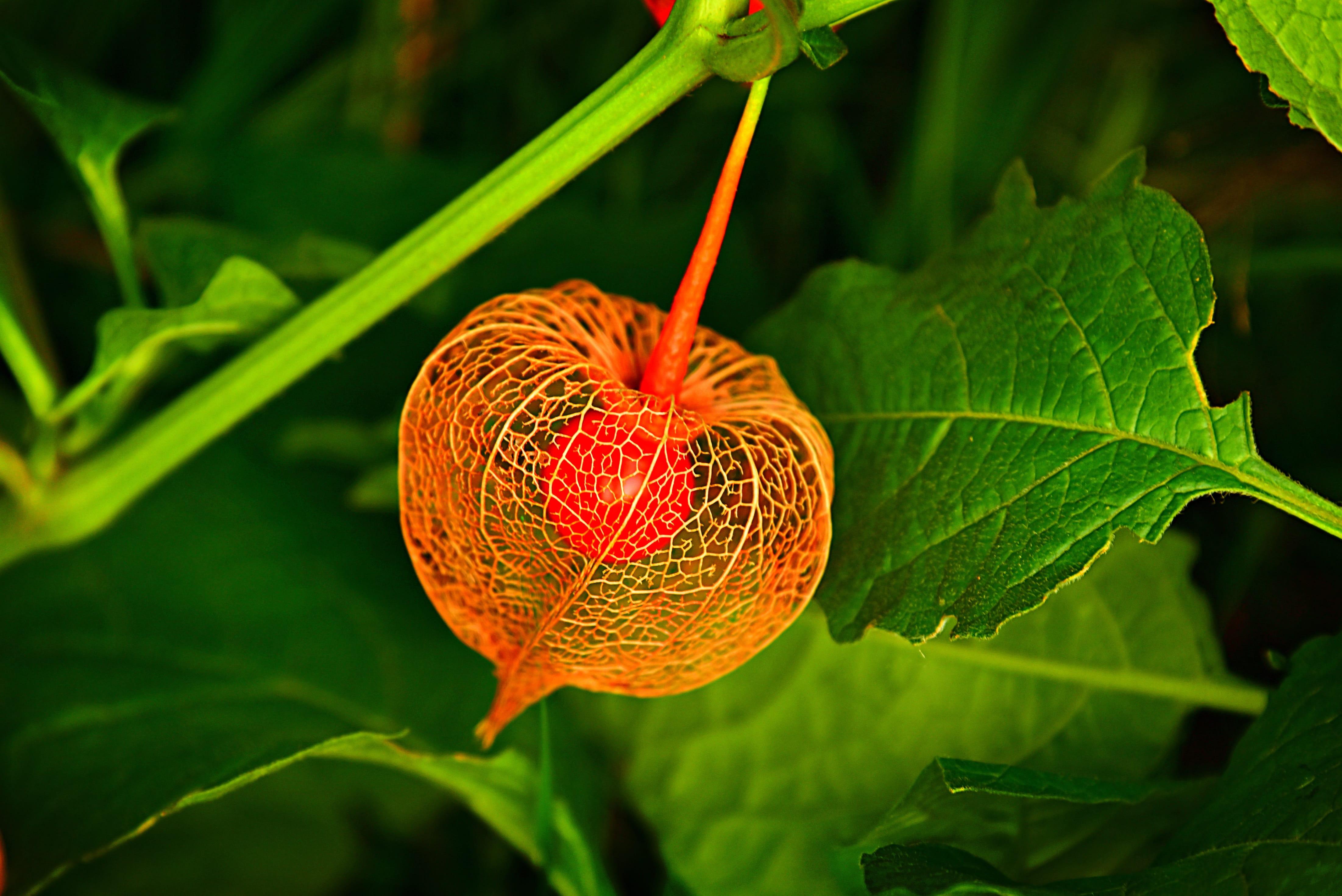 4K, leaf, food and drink, outdoors, day, beauty in nature, plant part, fruit, physalis, focus on foreground, flower, nature, healthy eating, plant, growth, HD Wallpaper