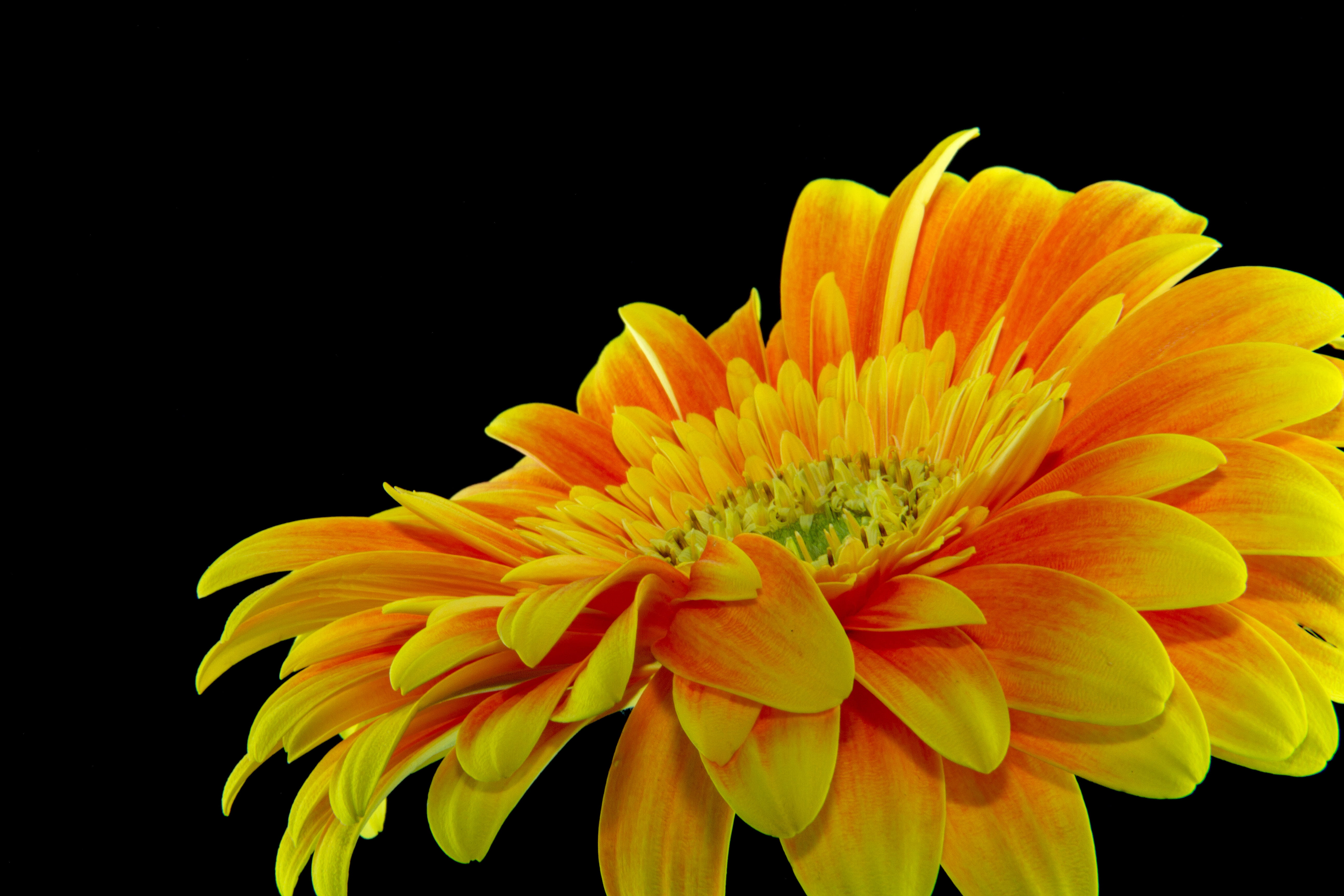 flowering plant, flower, daisy, color, flora, pollen, bloom, delicate, petals, garden, vulnerability, head, blossom, bright, plant, no people, petal, flower arrangement, HD Wallpaper