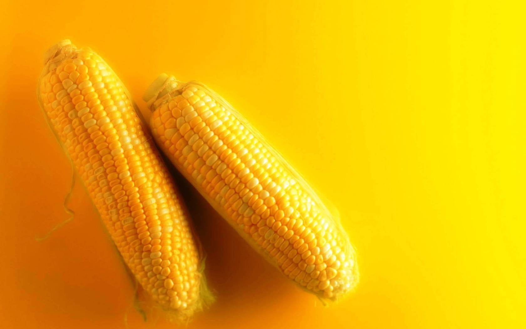 healthy Eating, summer, vegetarian Food, cobs, farm, yellow, 720P, group of objects, corn On The Cob, corn, organic, freshness, food And Drink, two, background, HD Wallpaper