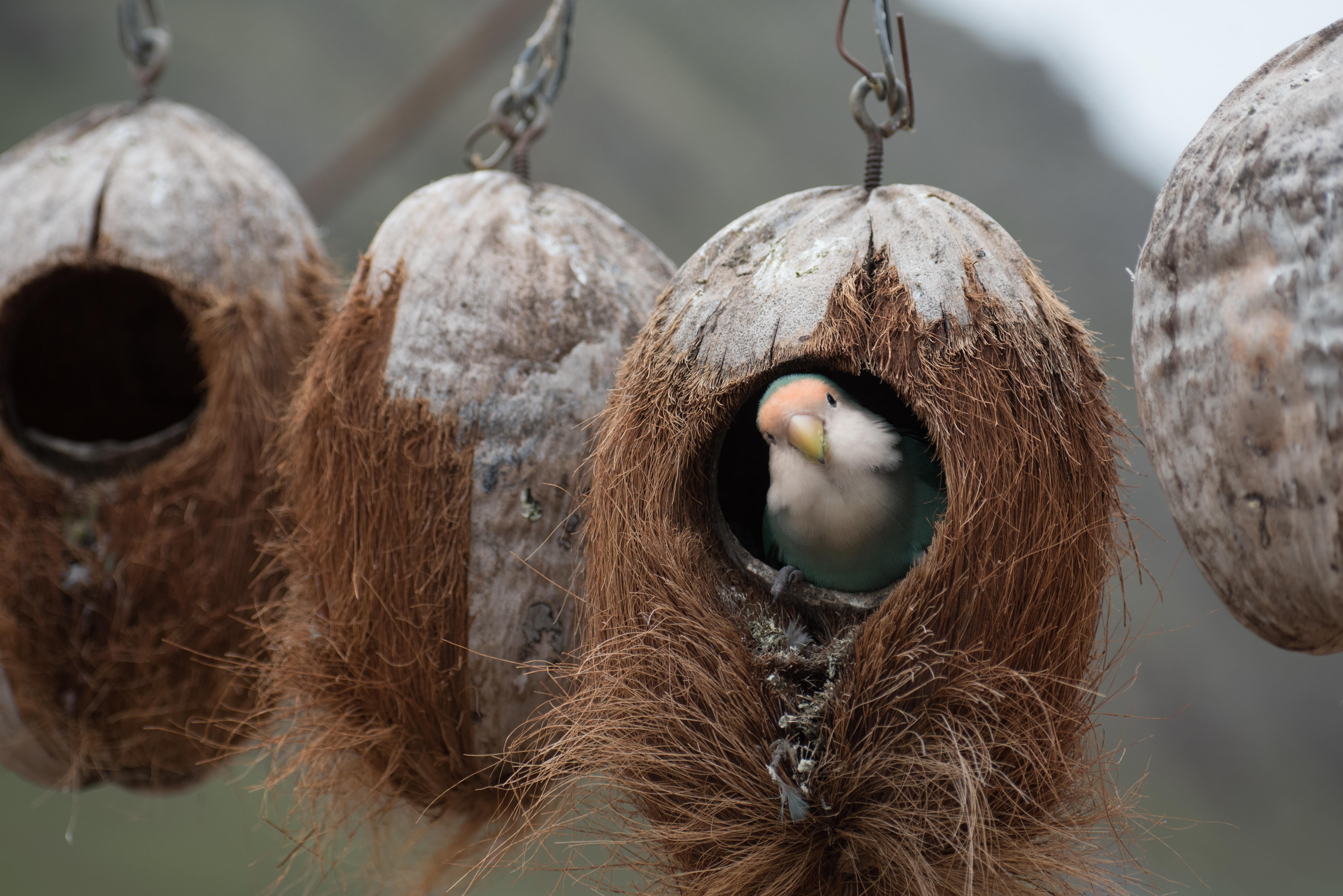 bird, focus on foreground, close-up, white, 5K, vertebrate, animal themes, nature, animals in the wild, animal wildlife, no people, hanging, husk, animal, HD Wallpaper