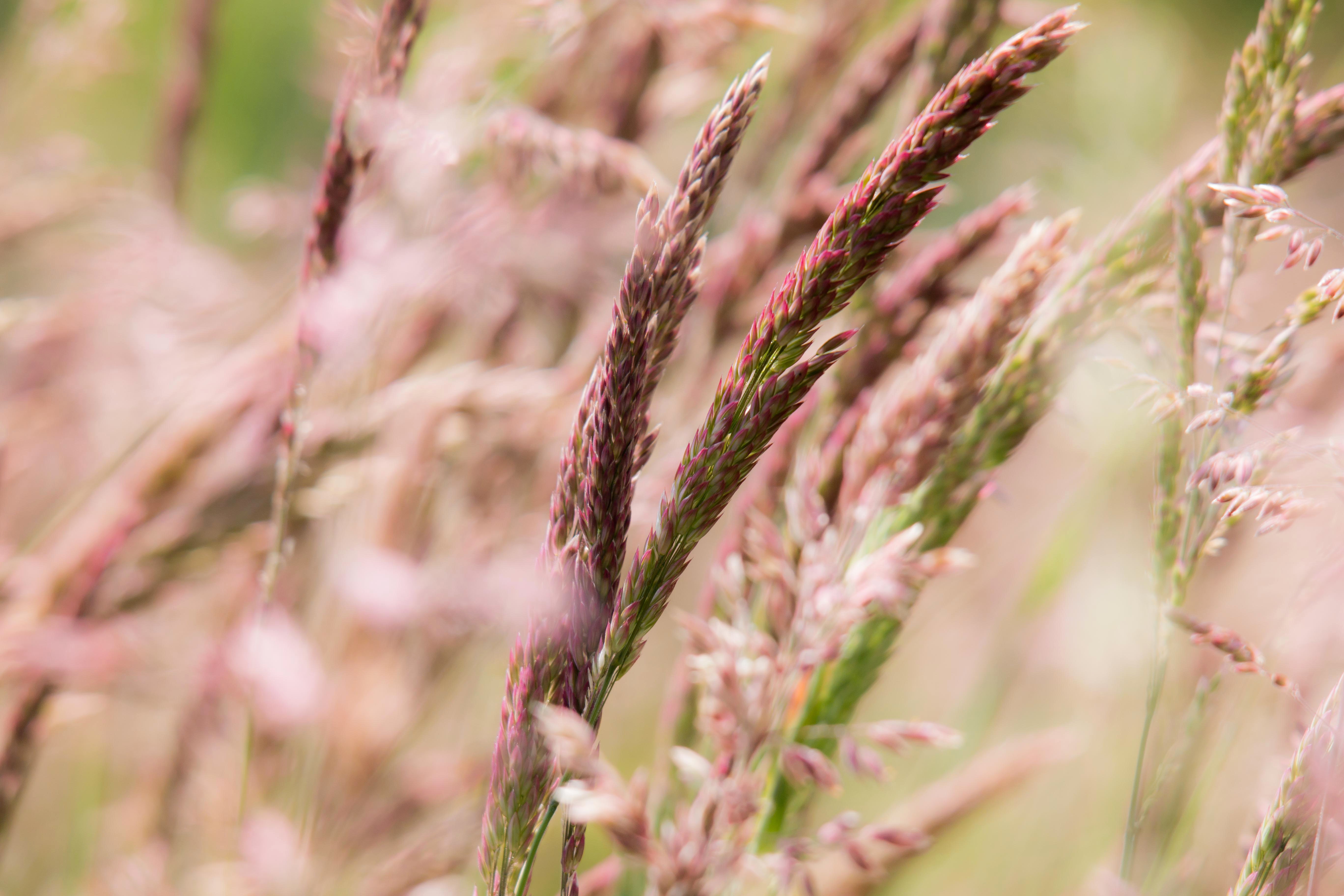 plant, 5K, day, crop, grass, close-up, wheat, pink color, grasses, field, focus on foreground, cereal plant, beauty in nature, tranquility, selective focus, HD Wallpaper