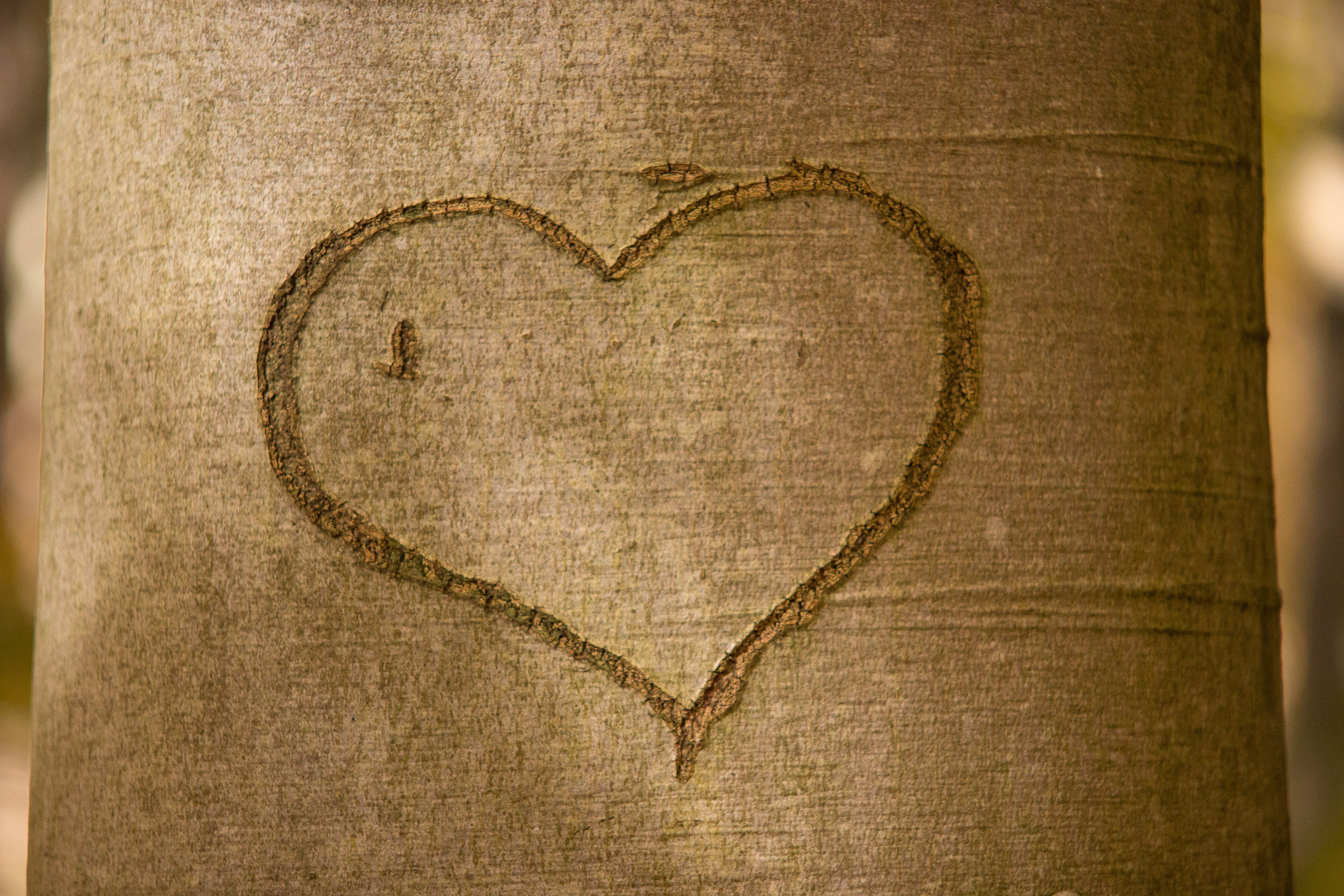 surface, tree bark, creativity, romance, engraved, close, relationship, background, tree, design, valentines day - holiday, paper, emotion, brown, textured effect, HD Wallpaper