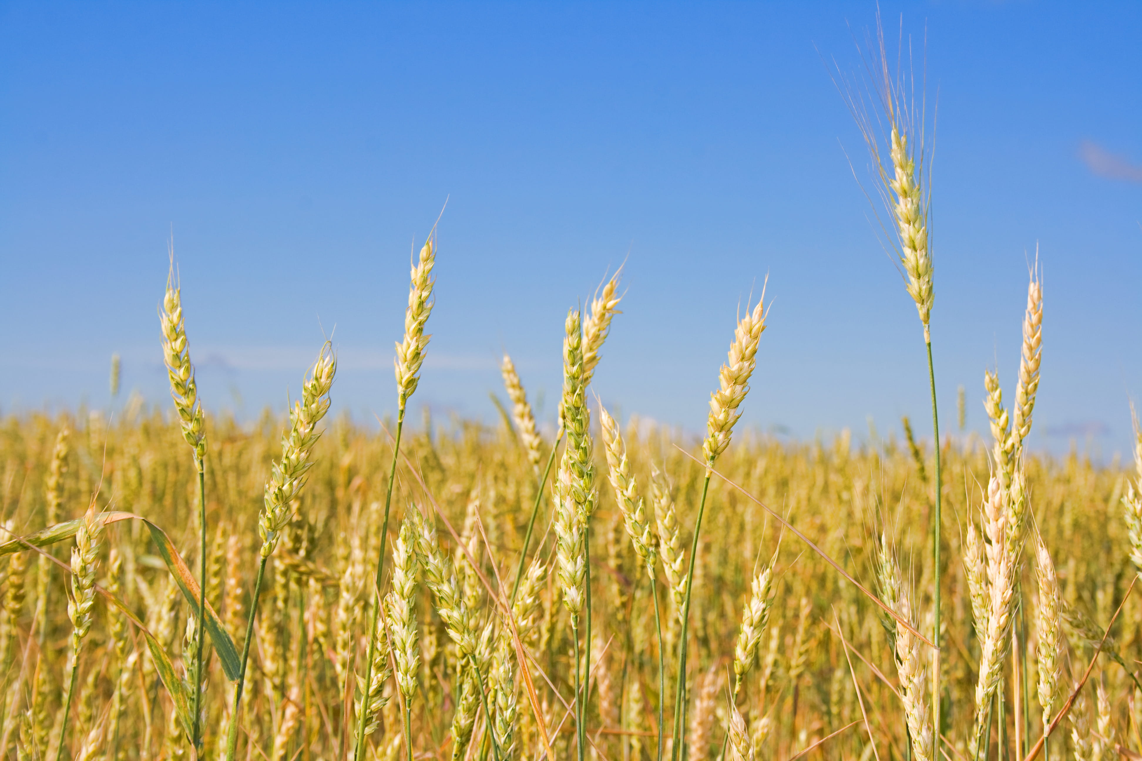 rural, scene, sky, kernel, farm, harvesting, dry, 4K, plant, food, no people, land, golden, flour, spiked, landscape, peasant, stem, value, seed, field, HD Wallpaper
