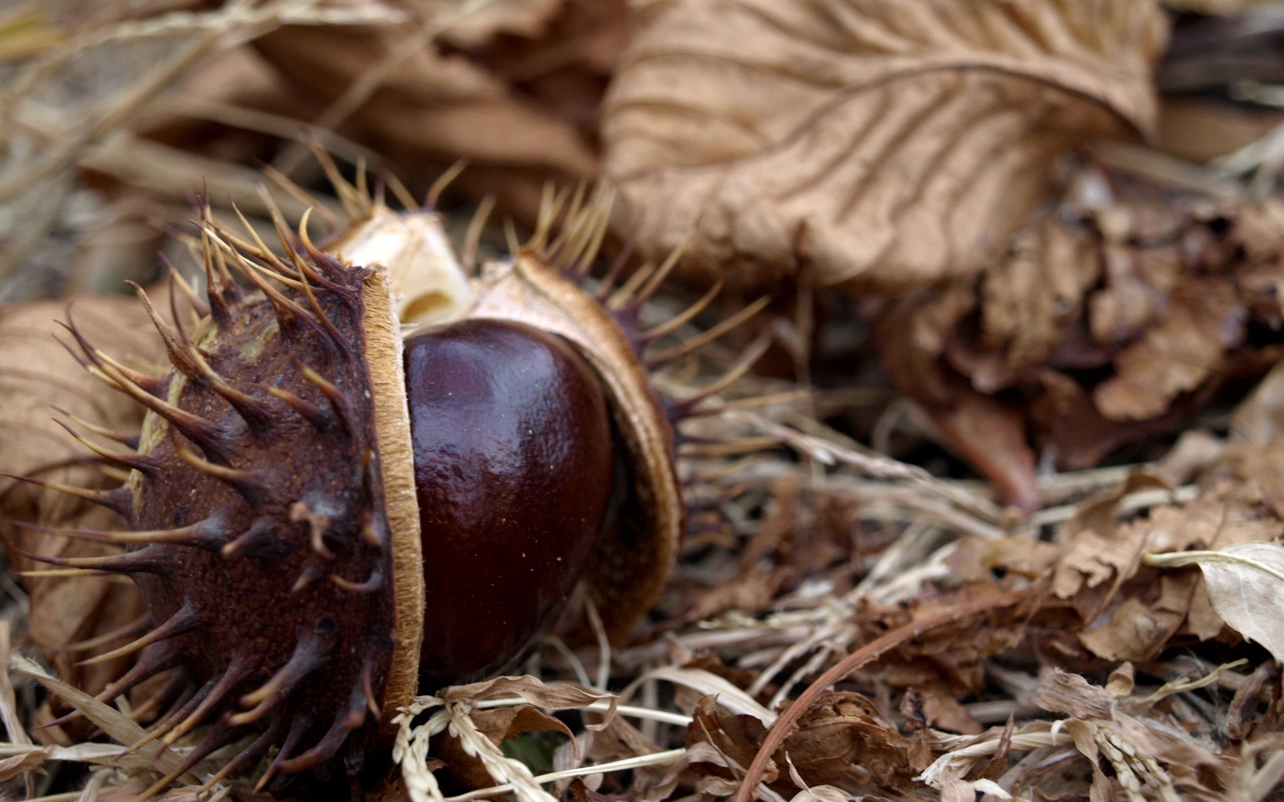 plant part, dry, food, heap, stick - plant part, organic, season, chestnut, land, nut, husk, chestnut - Food, change, plant, close-up, freshness, focus on foreground, HD Wallpaper
