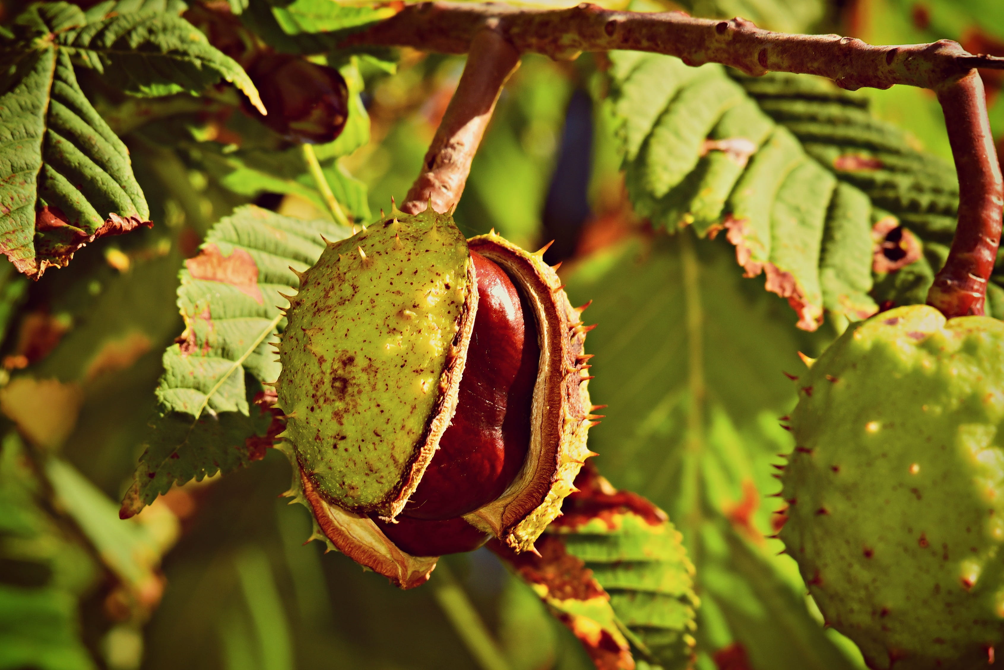 close-up, healthy eating, ripe, growth, nut, prickly, freshness, green color, 2K, food, beauty in nature, no people, leaf, day, food and drink, husk, branch, HD Wallpaper