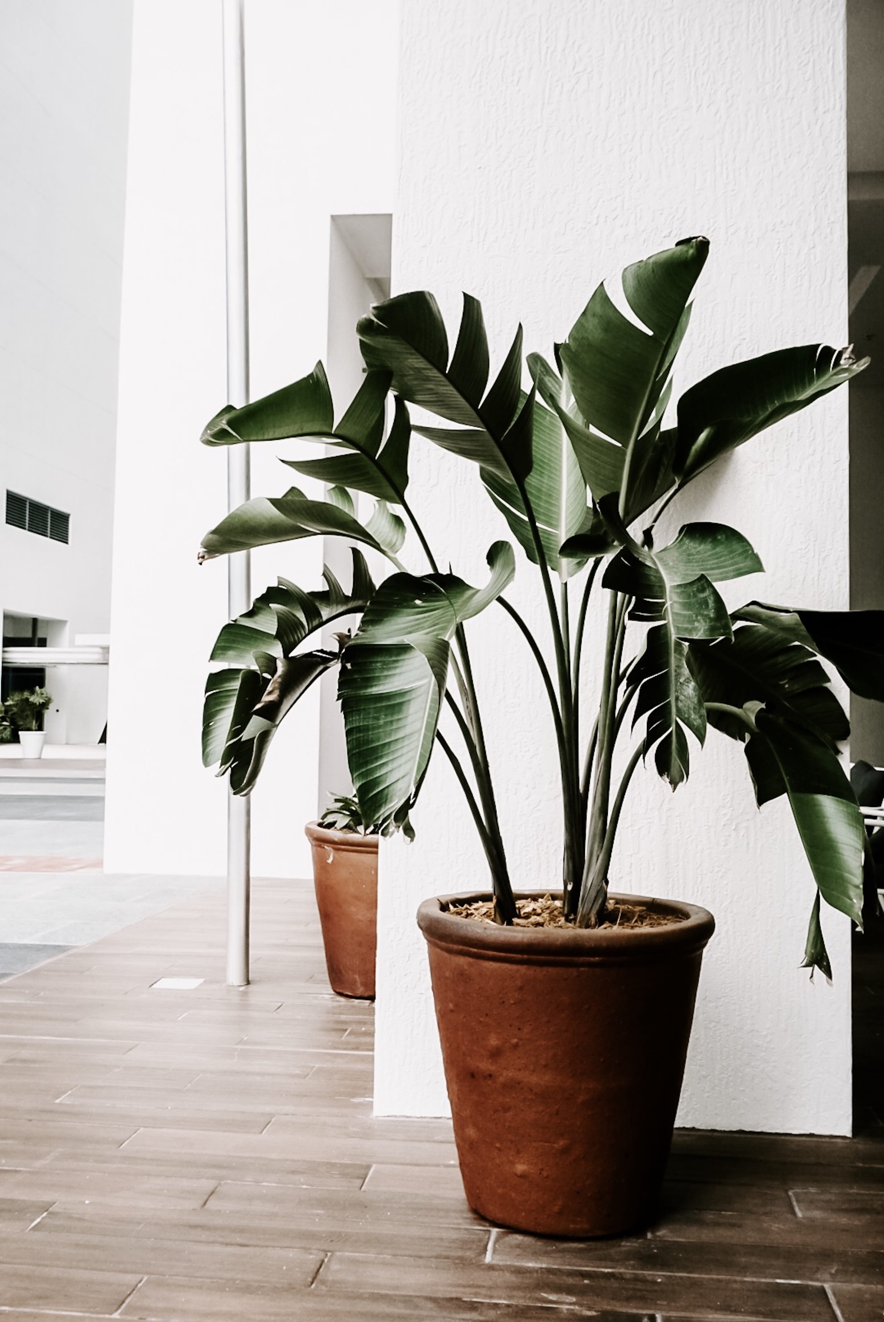 decor, maturation, pot, flowerpot, green color, flower pot, garden, houseplant, day, beauty in nature, plants, husk, potted plant, leaf, indoors, tree, Phone HD Wallpaper