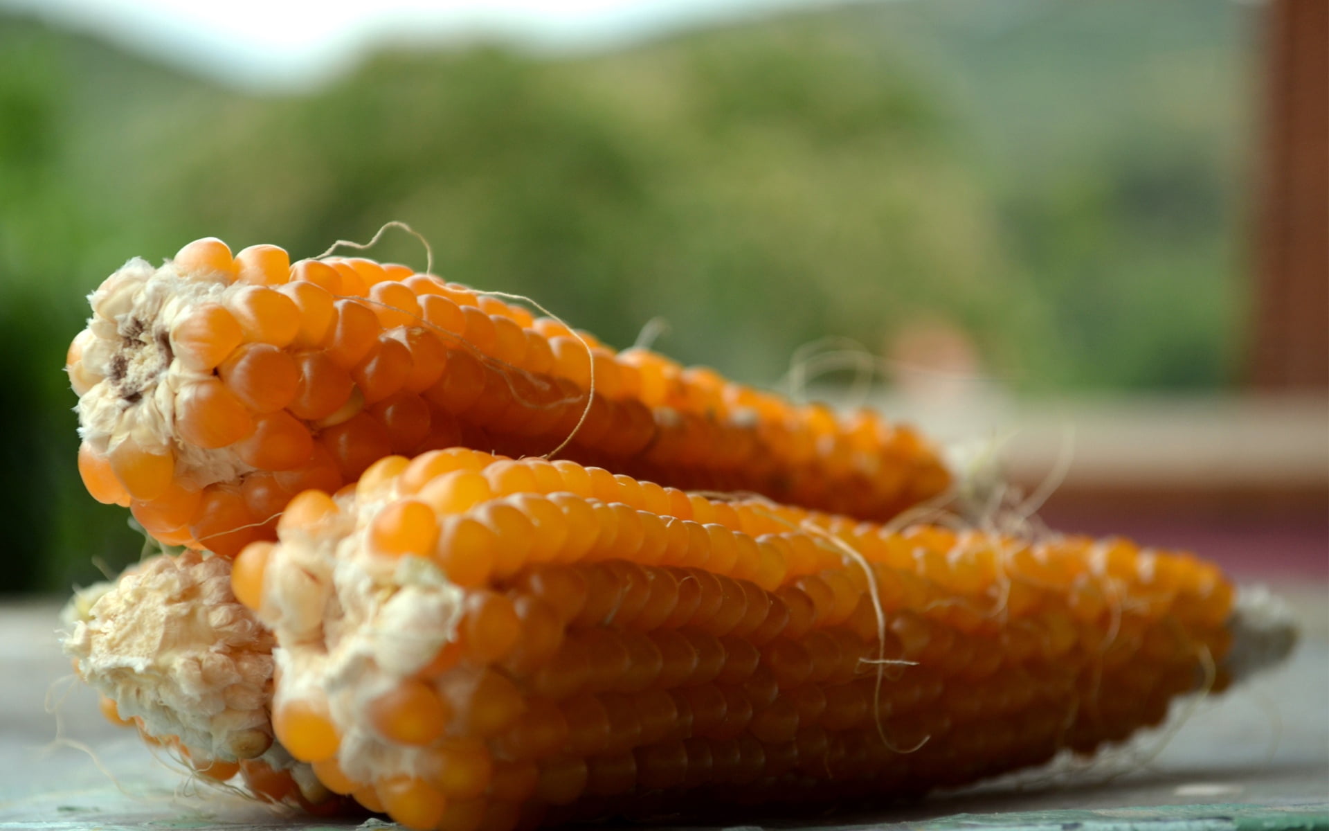 crop, corn - Crop, organic, cereal Plant, yellow, still life, corn On The Cob, no People, leaf, harvest, corns, snack, wellbeing, gourmet, focus on foreground, HD Wallpaper