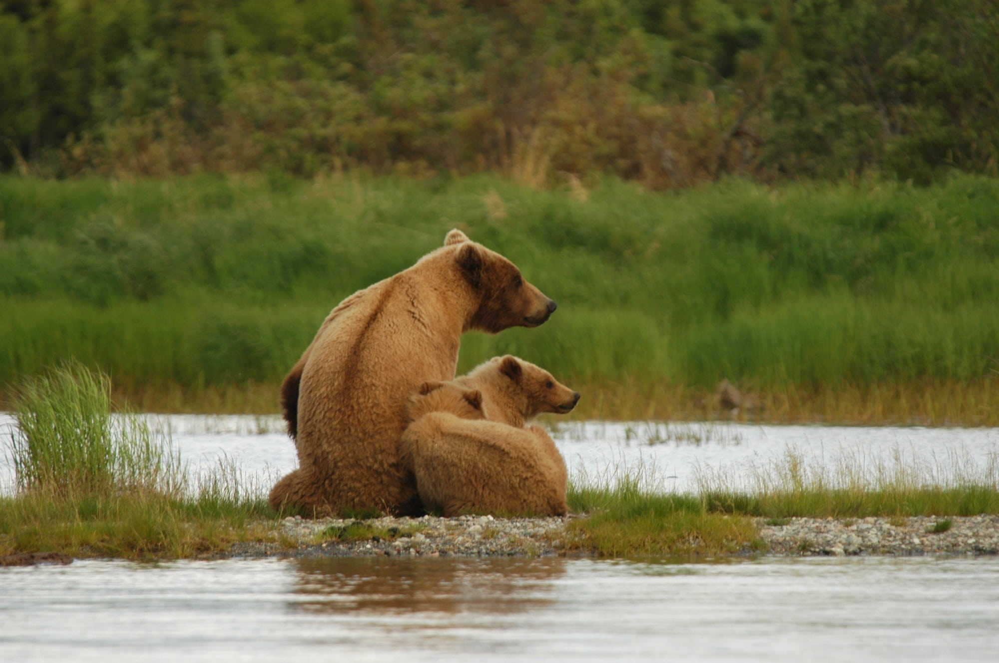 lake, sow, near, bear, 1080P, fur, two animals, animal wildlife, grass, group of animals, cubs, usa, three, lioness, brown, wild, portrait, katmai national park and preserve, HD Wallpaper