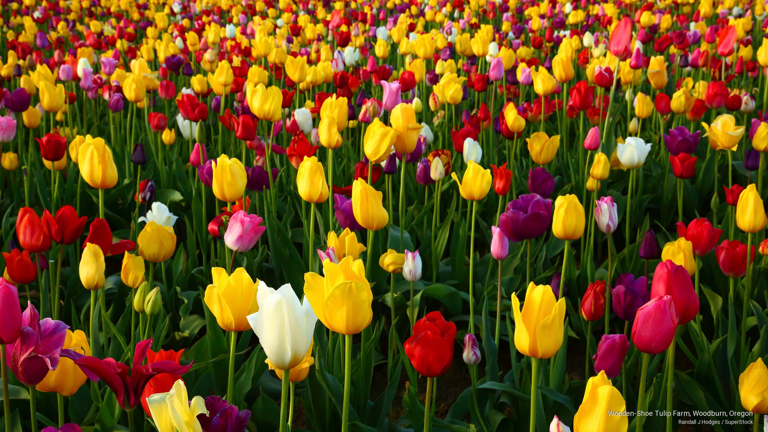 2K, woodburn, oregon, tulip, shoe, farm, Spring/Summer, wooden, HD Wallpaper