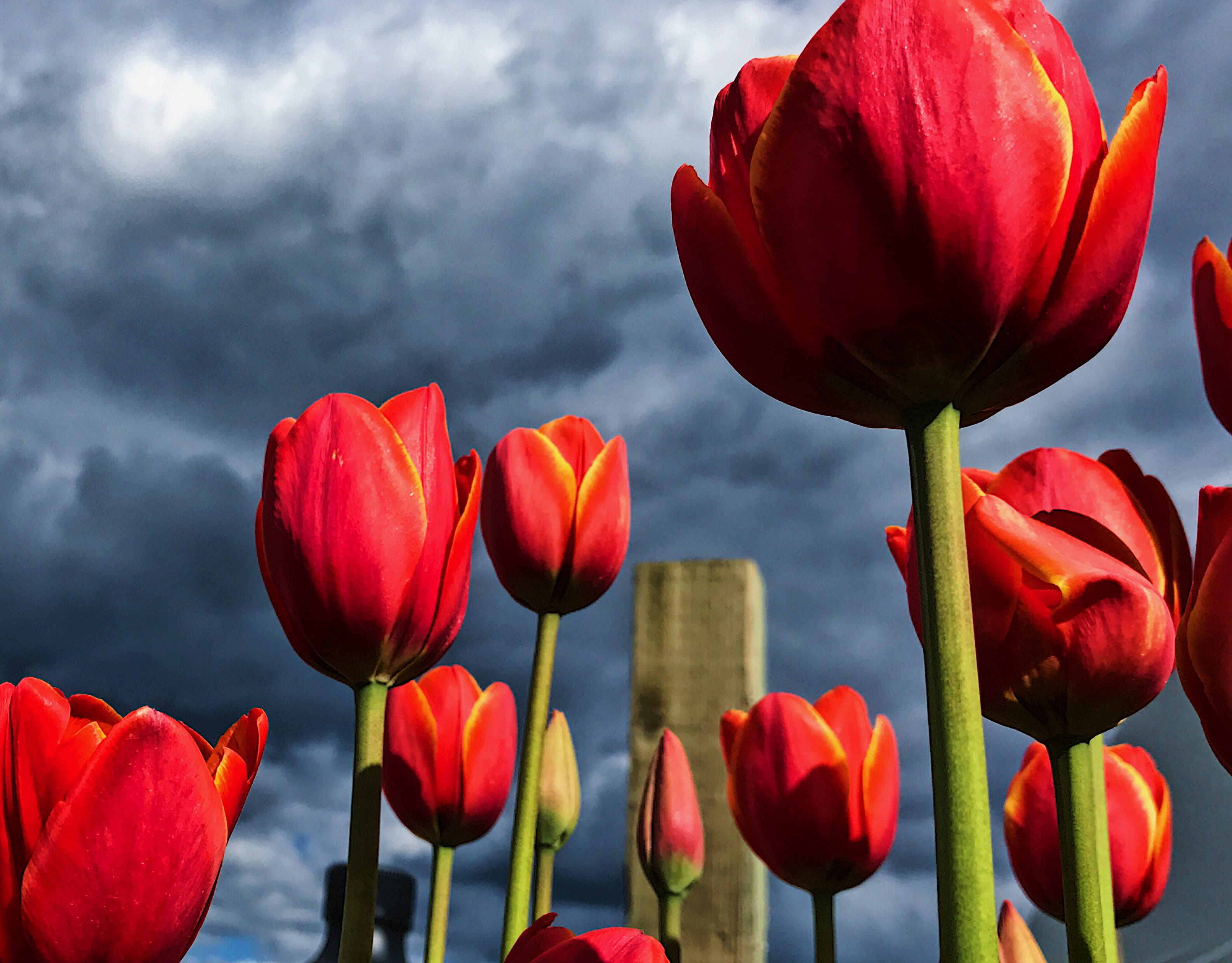 fragility, sky, focus on foreground, inflorescence, nature, flower head, wooden shoe tulip farm, plant stem, freshness, 2K, plant, united states, flower, HD Wallpaper