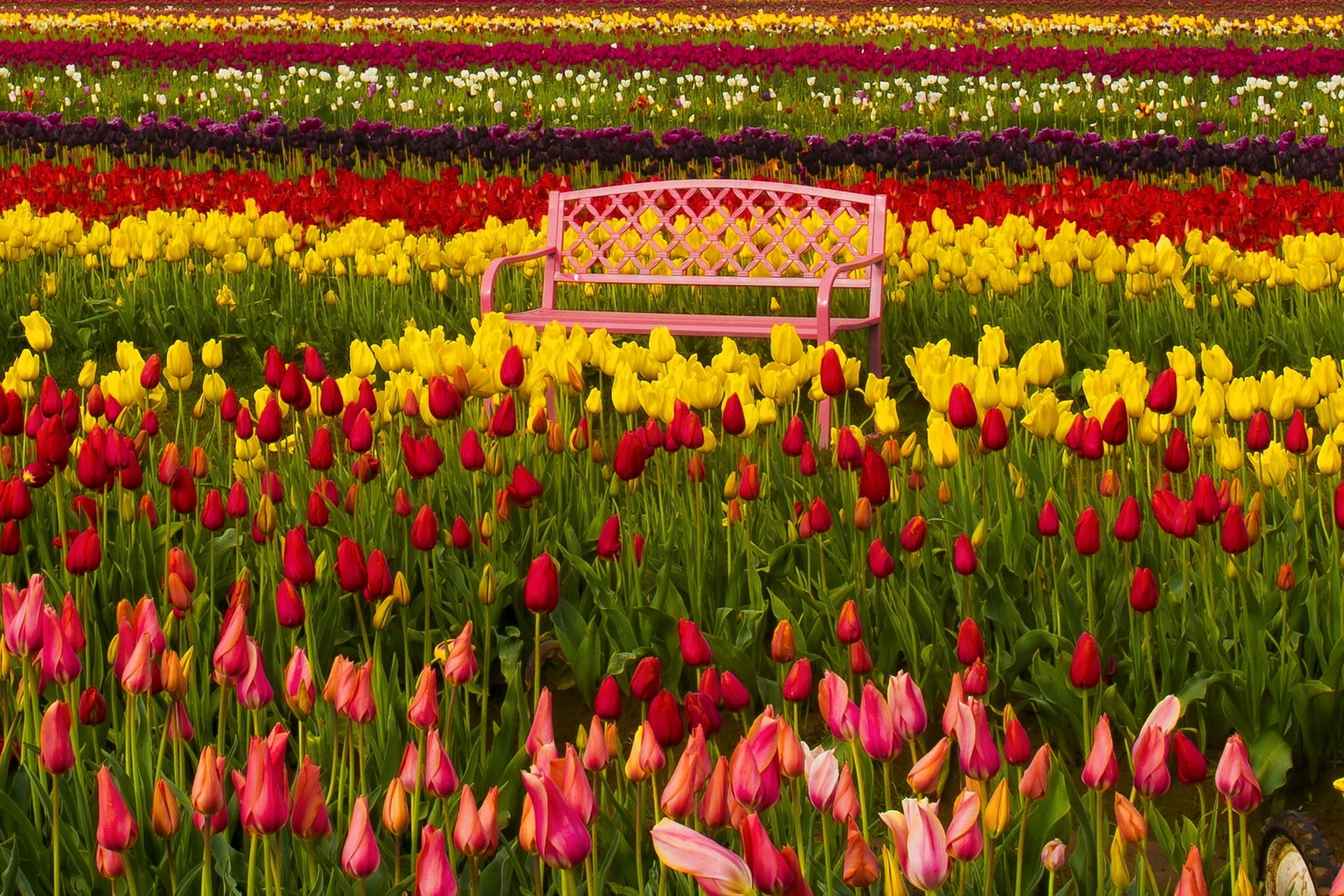 Oregon, bench, buds, Woodburn, the Tulip festival, tulips, 1080P, colorful, HD Wallpaper