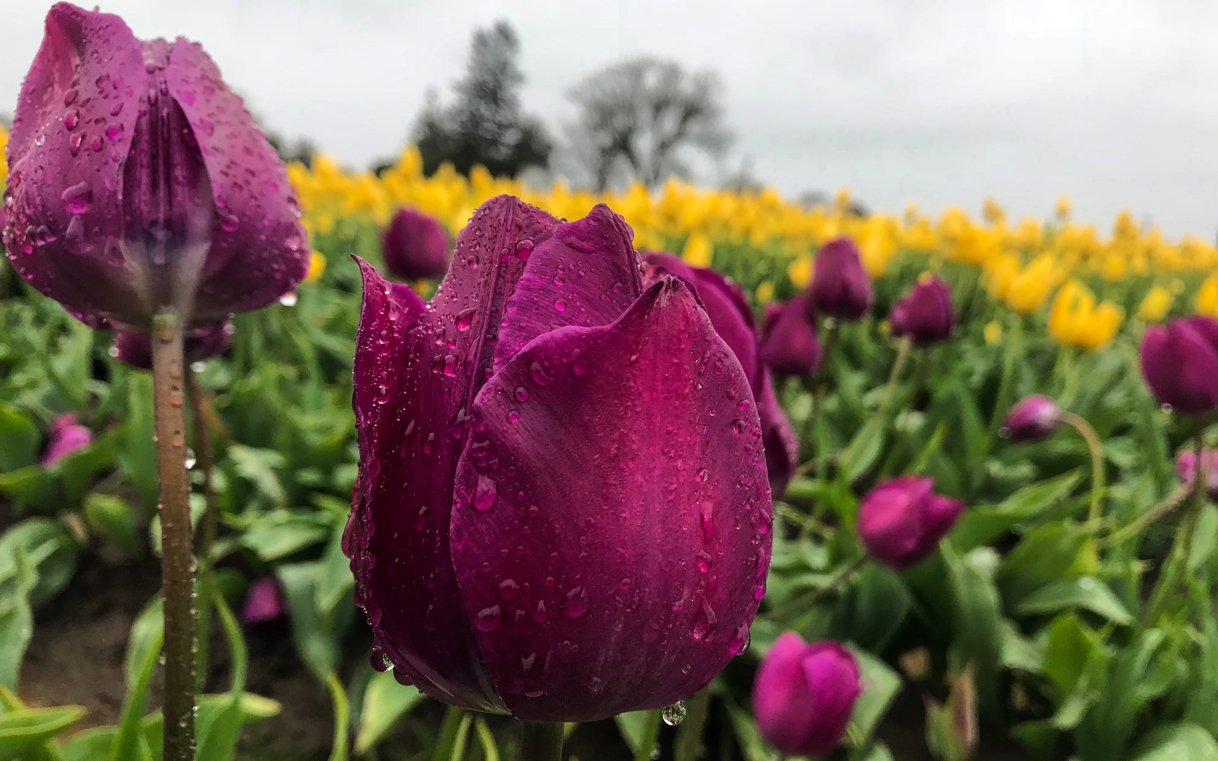 wooden shoe tulip farm, springtime, outdoors, plant, petal, focus on foreground, day, flower head, freshness, vulnerability, purple, nature, 4K, drop, HD Wallpaper