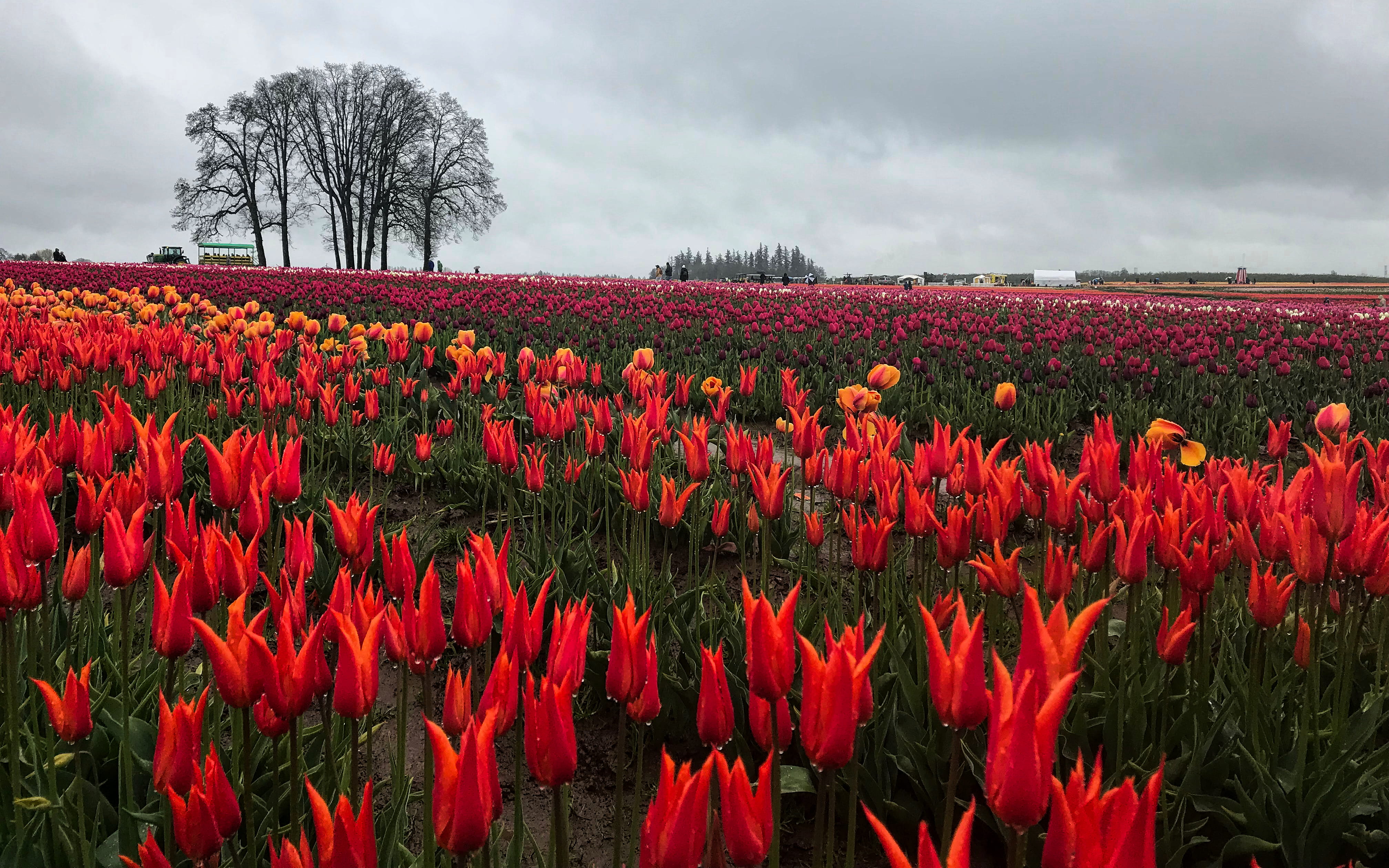 tulips, field, cloud - sky, nature, flowerbed, red, landscape, beauty in nature, flower head, 4K, fragility, growth, environment, tulip, oregon, outdoors, HD Wallpaper