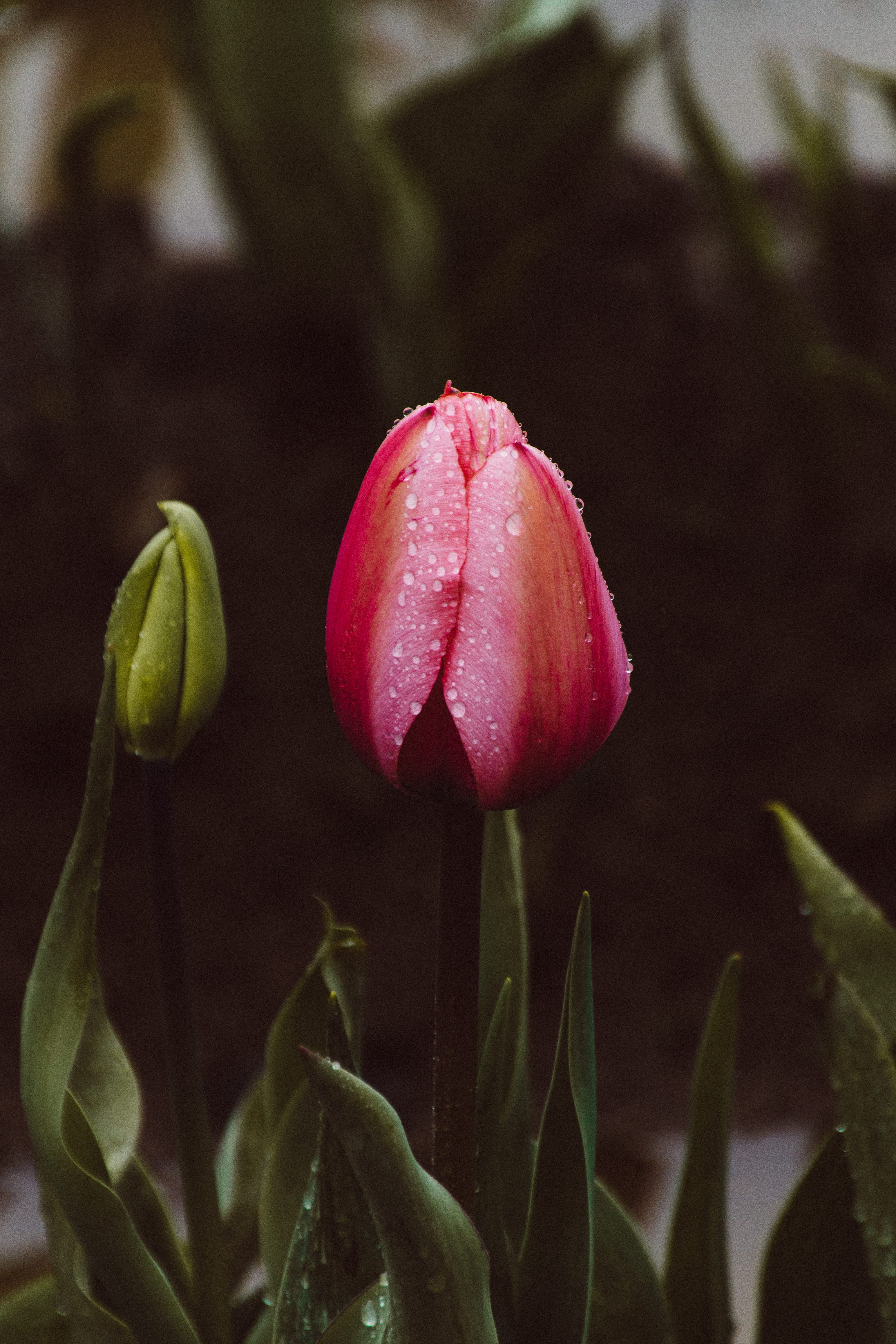 plant part, green, freshness, nature, fragility, vulnerability, quiet, petaled, festival, pink, focus, beauty in nature, photography, new, water, flower, Phone HD Wallpaper