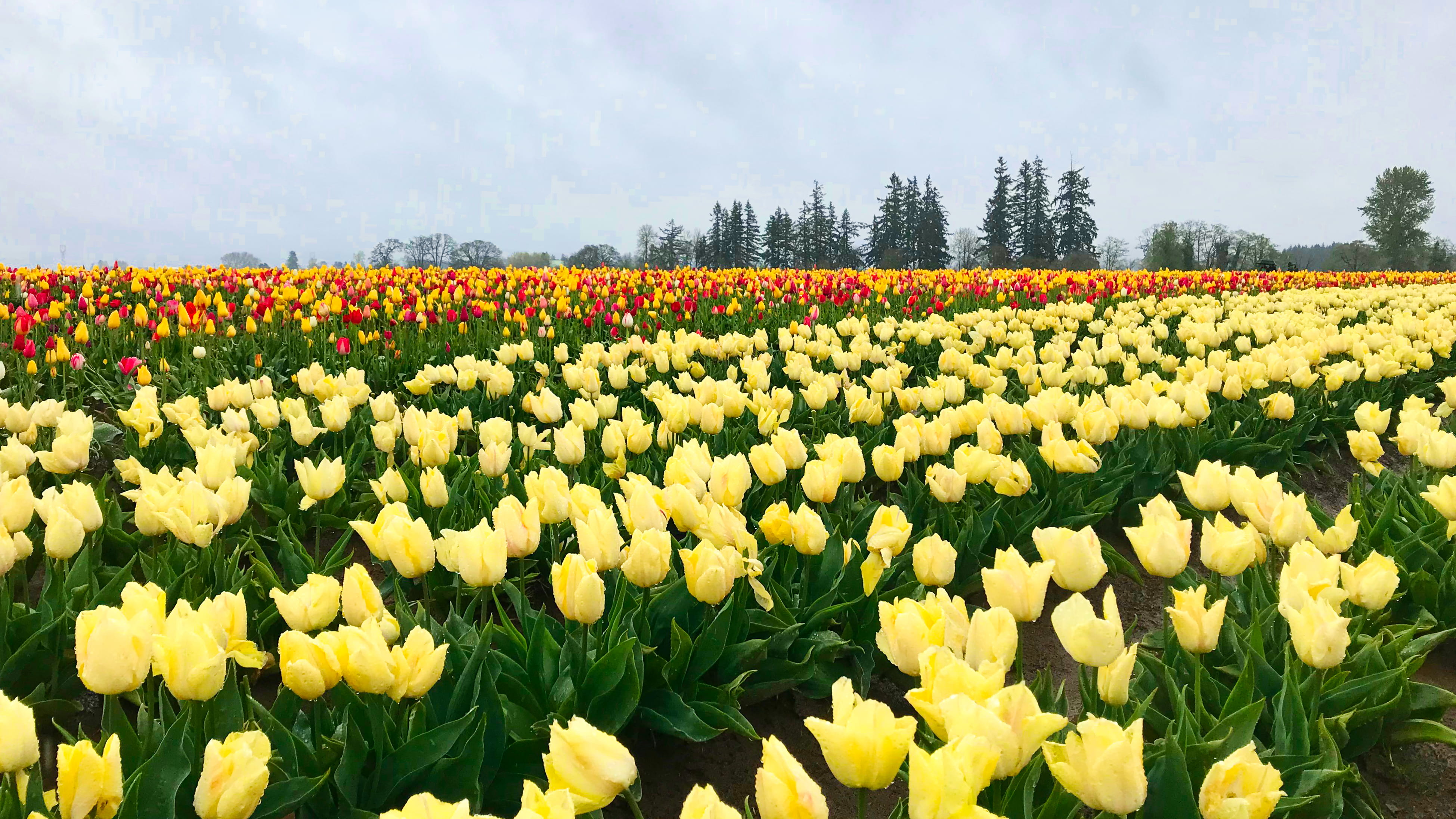 vulnerability, no people, flowering plant, united states, flower, sky, plant, woodburn, flower head, 4K, growth, yellow, agriculture, springtime, outdoors, HD Wallpaper