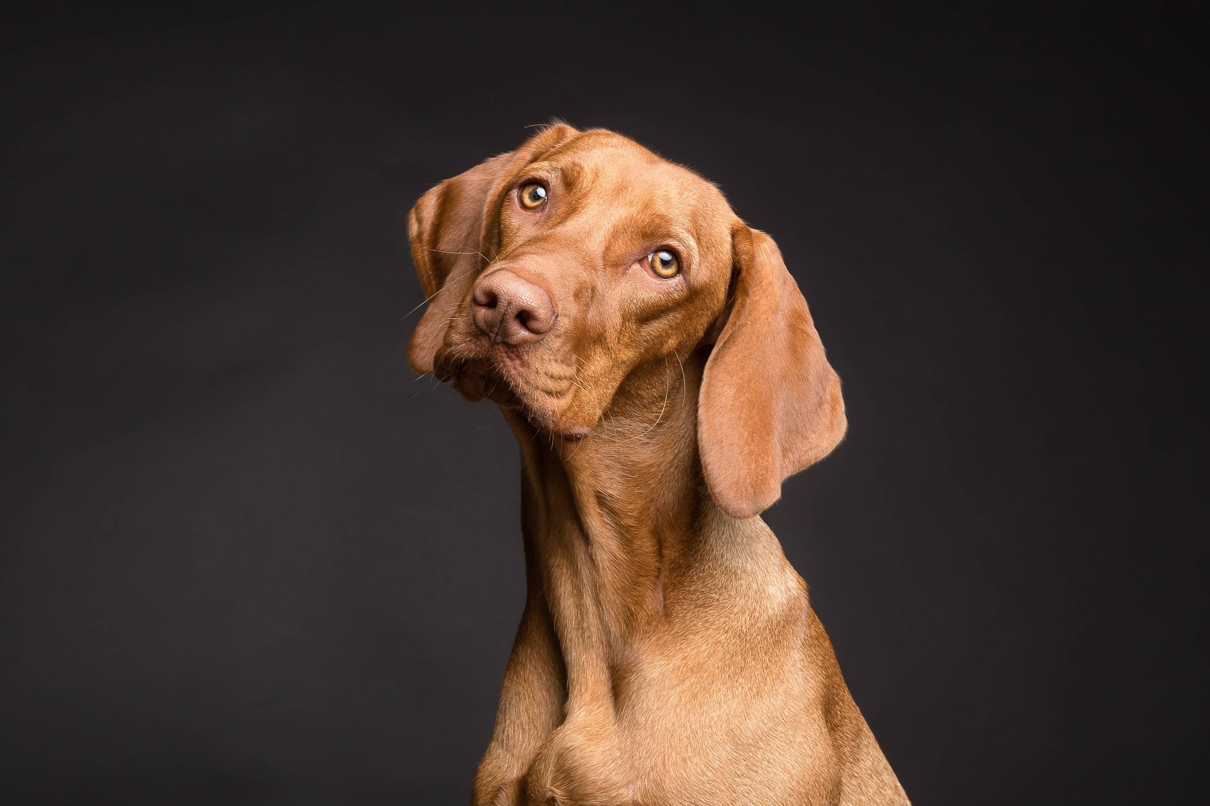 animal, eyes, 4K, portrait, dogs, dog, pet, beagle, brown, HD Wallpaper