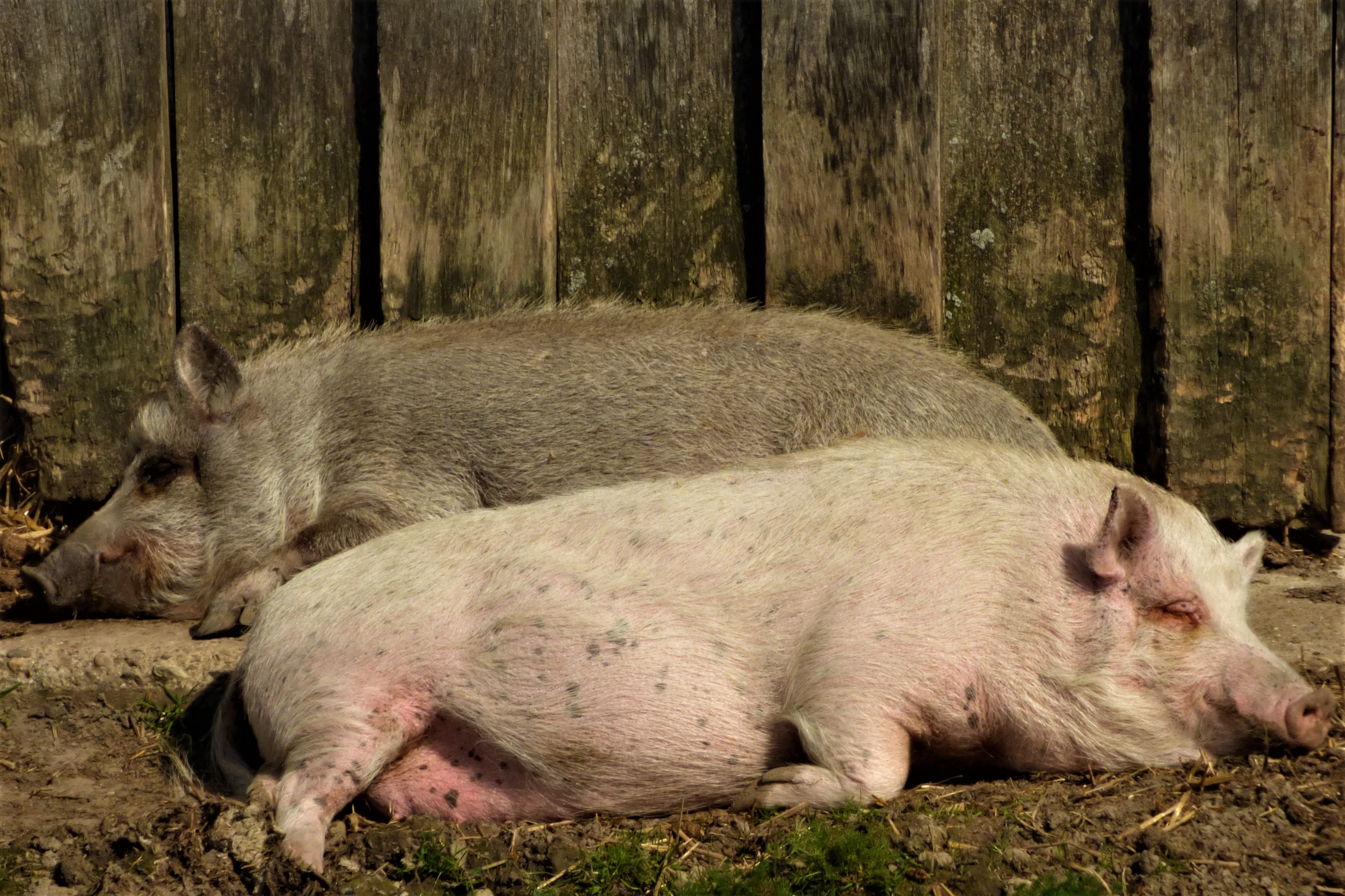 nature, animal family, group of animals, farm, bristles, snuggle, animals in the wild, sleeping, relaxation, pink, animal wildlife, plant, mammal, happy pig, HD Wallpaper