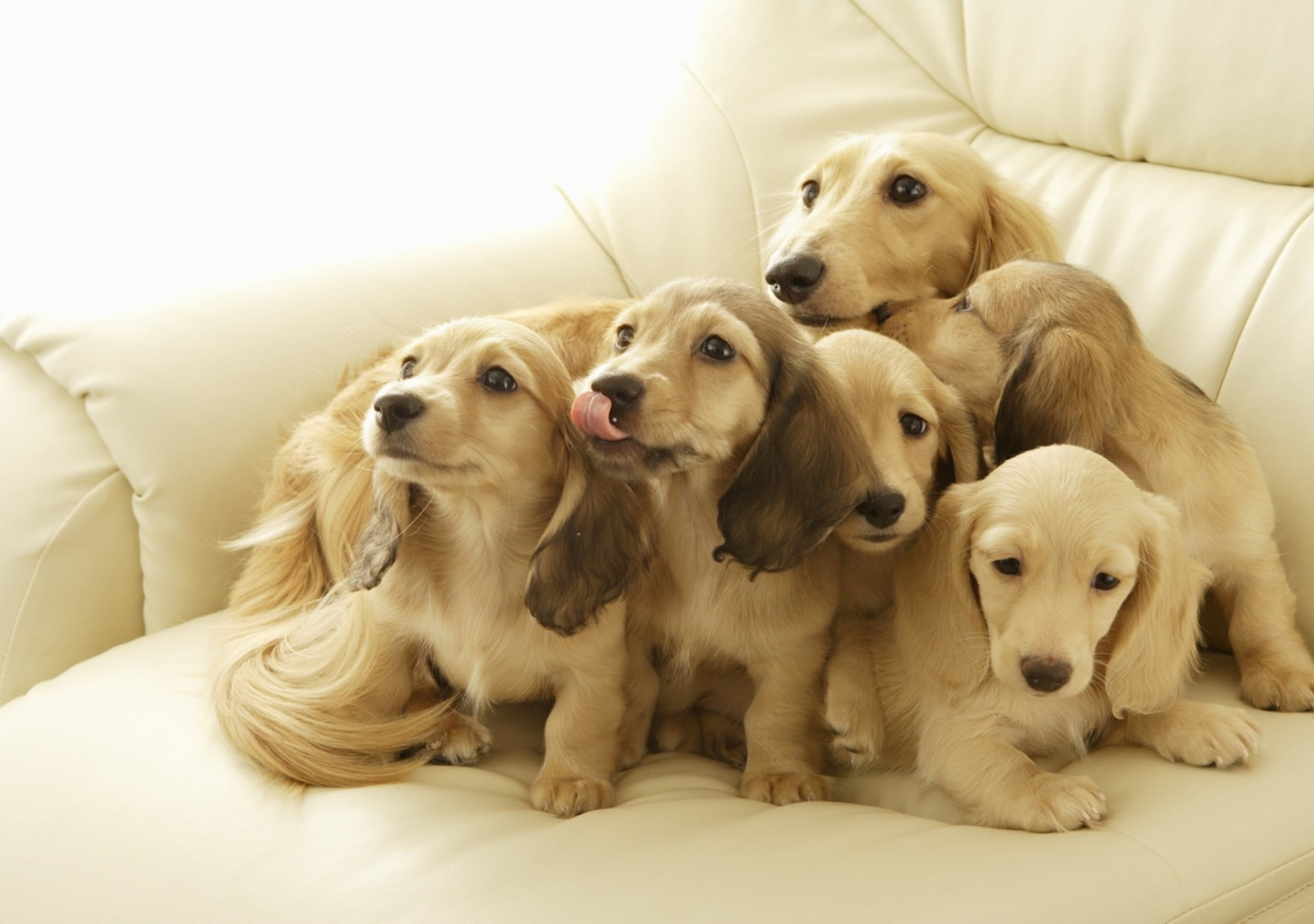 indoors, animal head, domestic animals, many, no people, sofa, animal, canine, animal themes, puppy, pets, mammal, vertebrate, relaxation, 1080P, muzzle, HD Wallpaper
