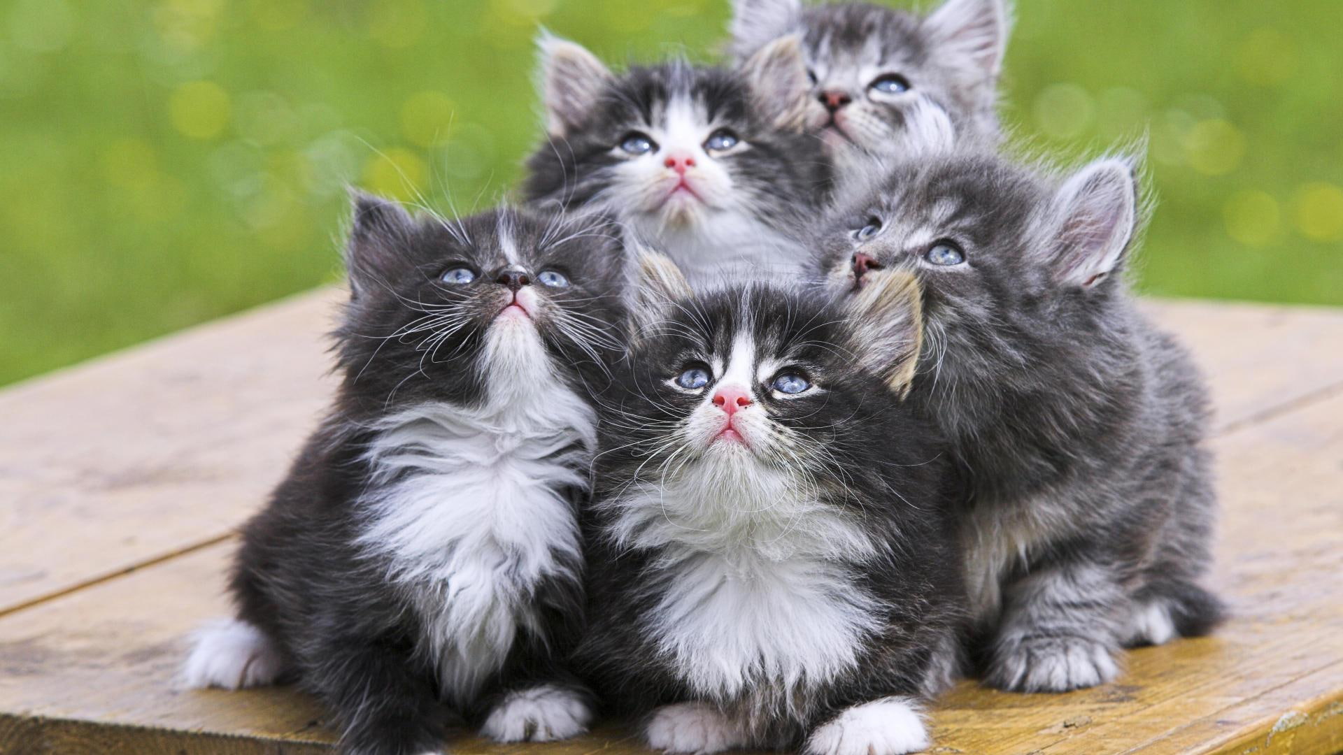 kittens, new born, kitten, persian, 1080P, litter, animals, HD Wallpaper