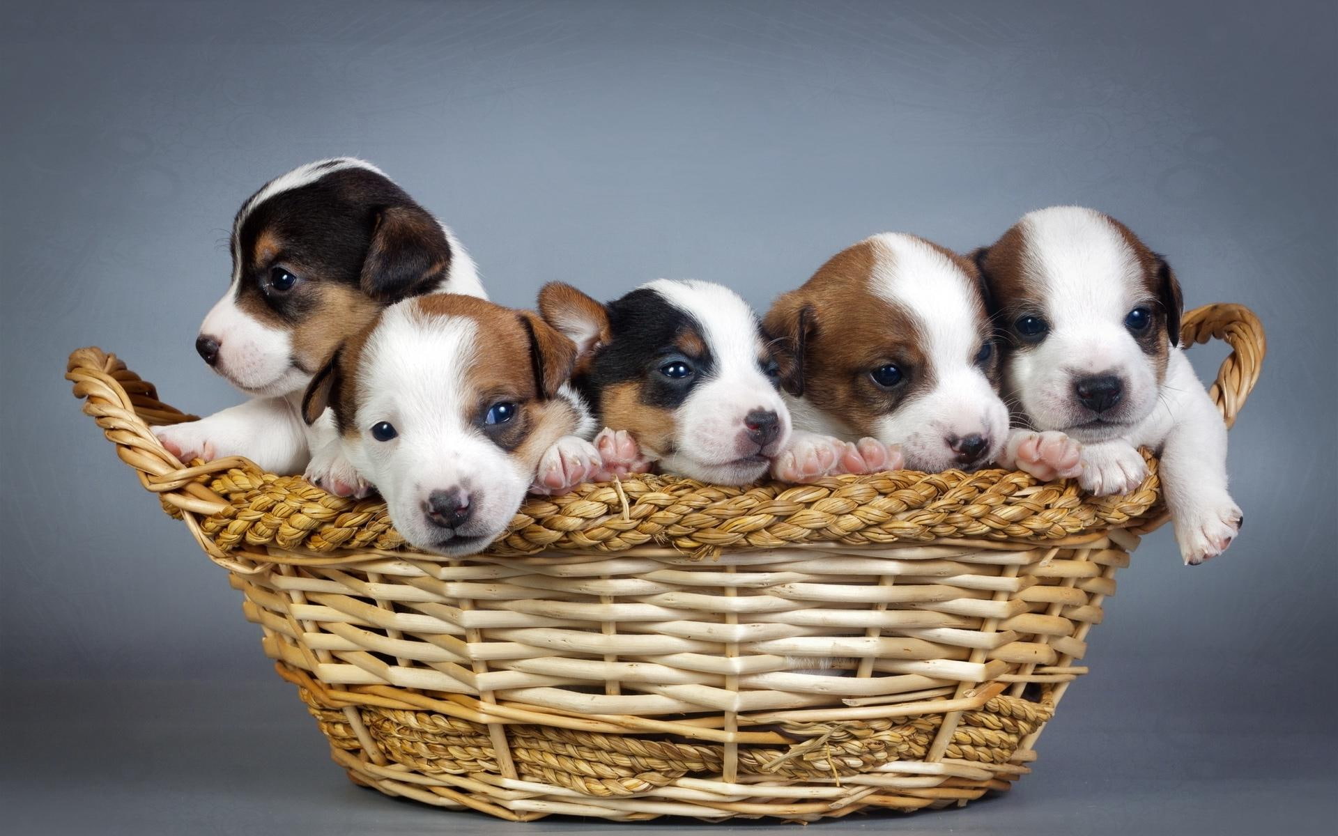 basket, short, 1920x1200, animals, tan, black, 1080P, litter, coated, white, puppies, puppy, HD Wallpaper