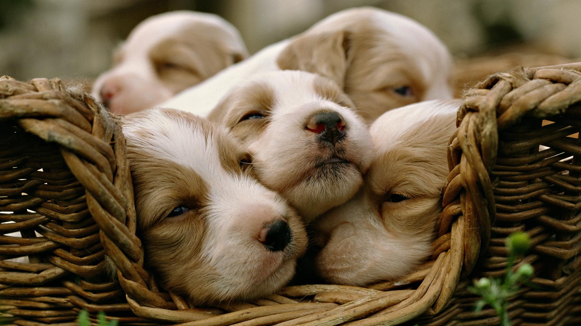 dog, puppy, sweet, litter, 1080P, animals, animal, HD Wallpaper