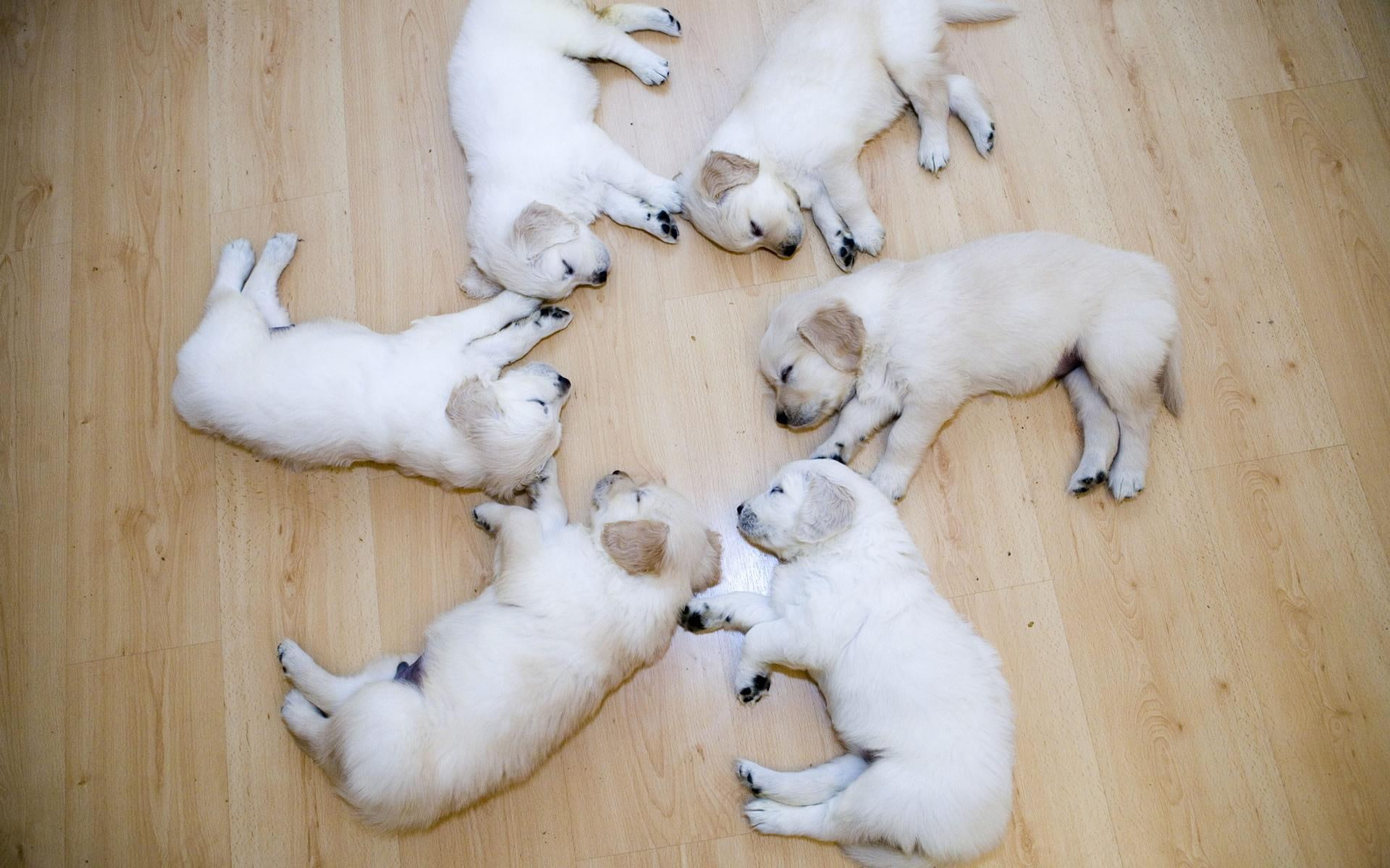 short, unite, puppys, puppies, cute, 1080P, litter, coat, animals, tan, HD Wallpaper