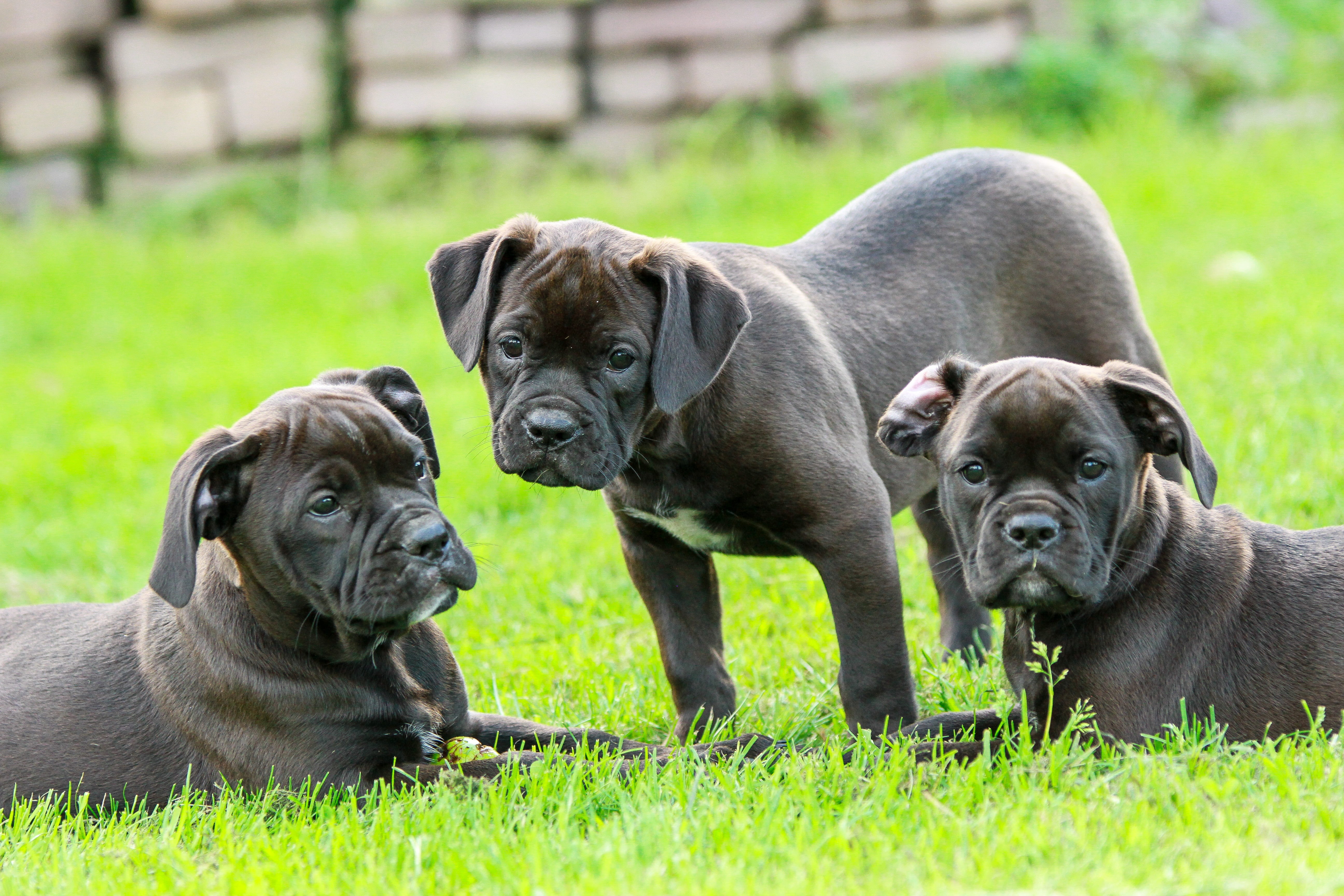 no people, grass, dog, lap dog, nature, puppies, group of animals, bulldog, small, two animals, mammal, animals, cute, bulldogs, pug, focus on foreground, HD Wallpaper