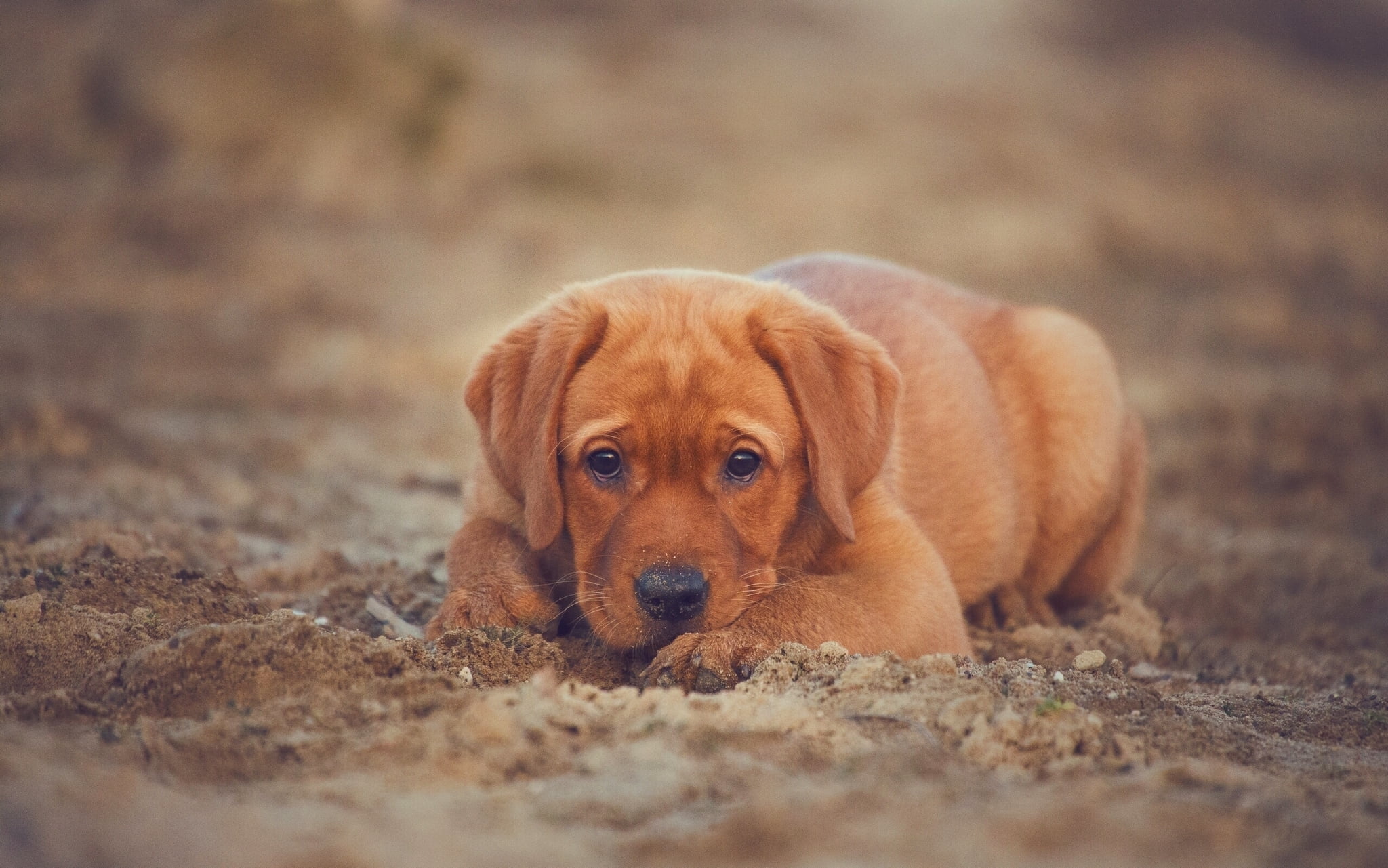 puppy, animal themes, cute, animal, one Animal, relaxation, mammal, land, brown, young Animal, outdoors, retriever, animal head, nature, 1080P, lying Down, HD Wallpaper