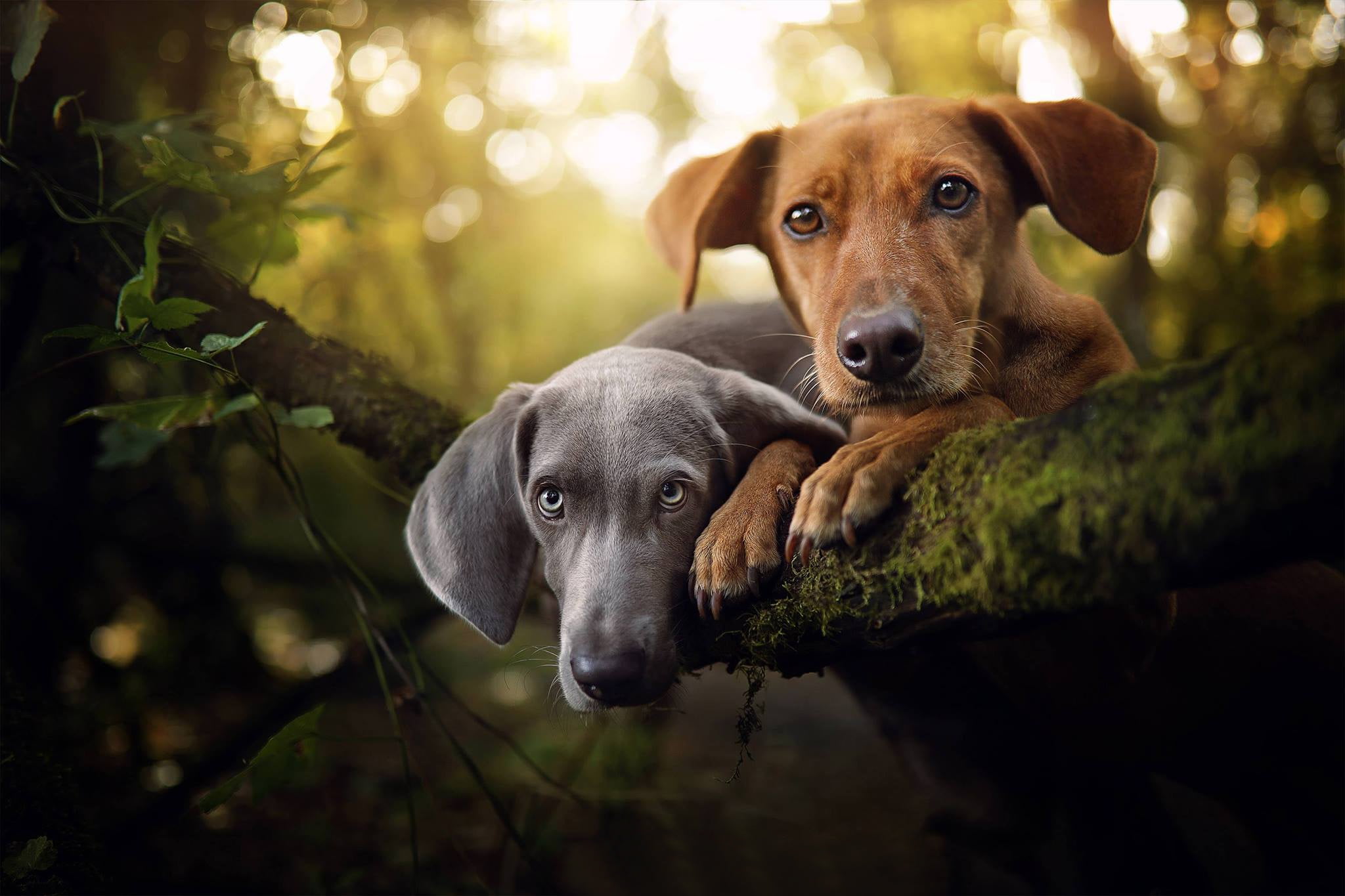 pets, plant, nature, 1080P, looking at camera, canine, forest, retriever, animal themes, outdoors, animals, dog, labrador retriever, portrait, tree, no people, HD Wallpaper