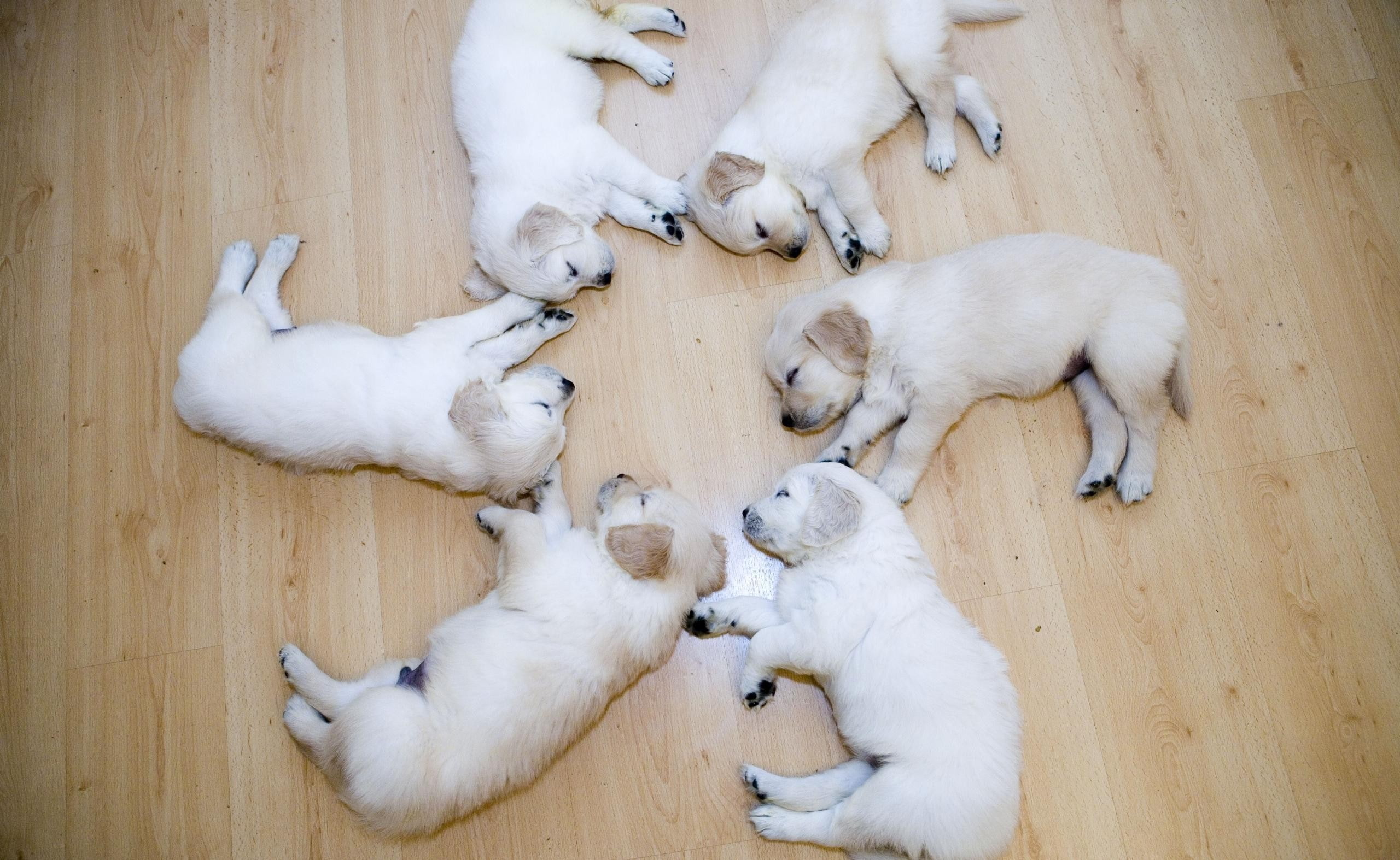 puppies, sleeping, circle, wood, animals, 2K, dog, HD Wallpaper