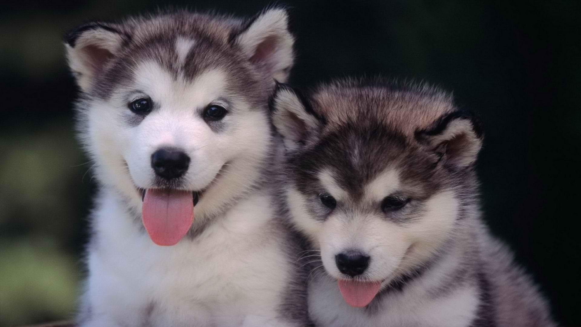 mouth open, young animal, canine, pets, one animal, siberian husky, animal themes, sticking out tongue, focus on foreground, domestic animals, animal, vertebrate, HD Wallpaper