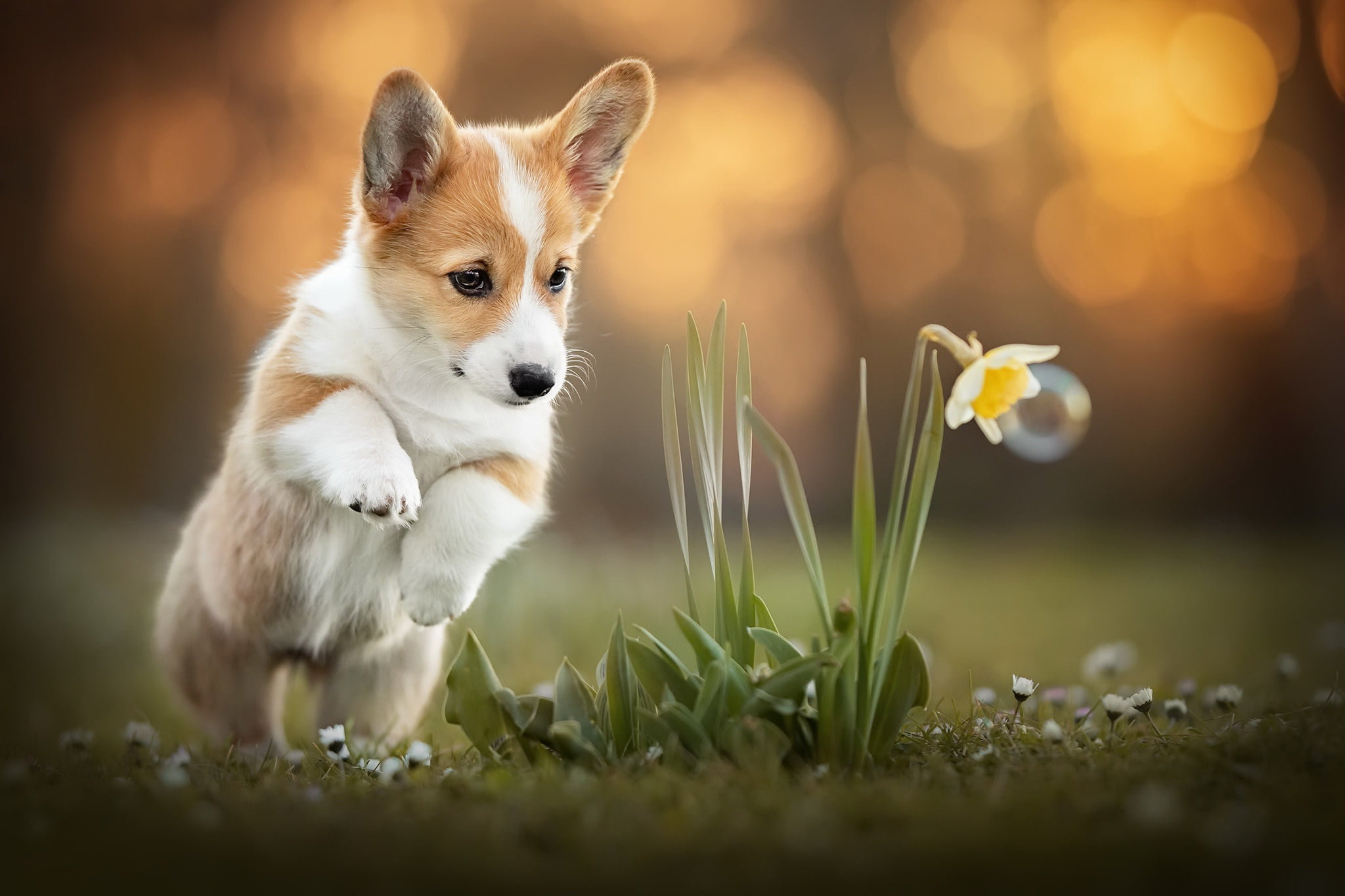 dog, Corgi, flower, 1080P, HD Wallpaper