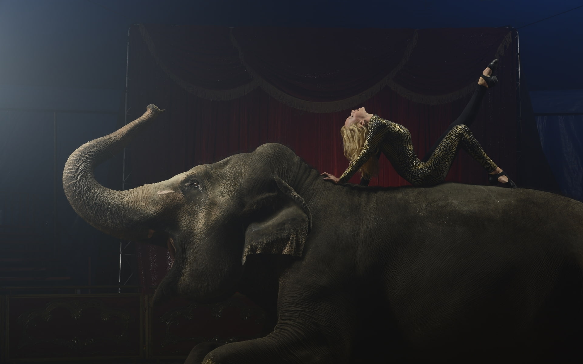 1080P, circus, elephant, HD Wallpaper