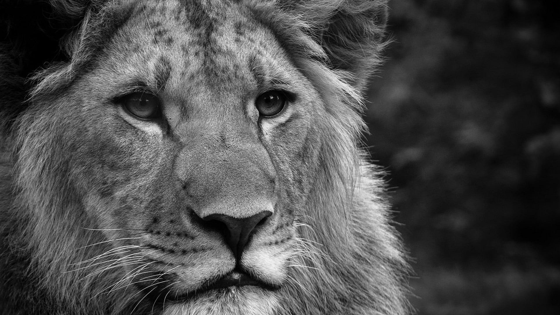 animal eye, brown, big cat, focus on foreground, no people, looking at camera, animal themes, animals in the wild, portrait, 1080P, feline, safari, cat, HD Wallpaper